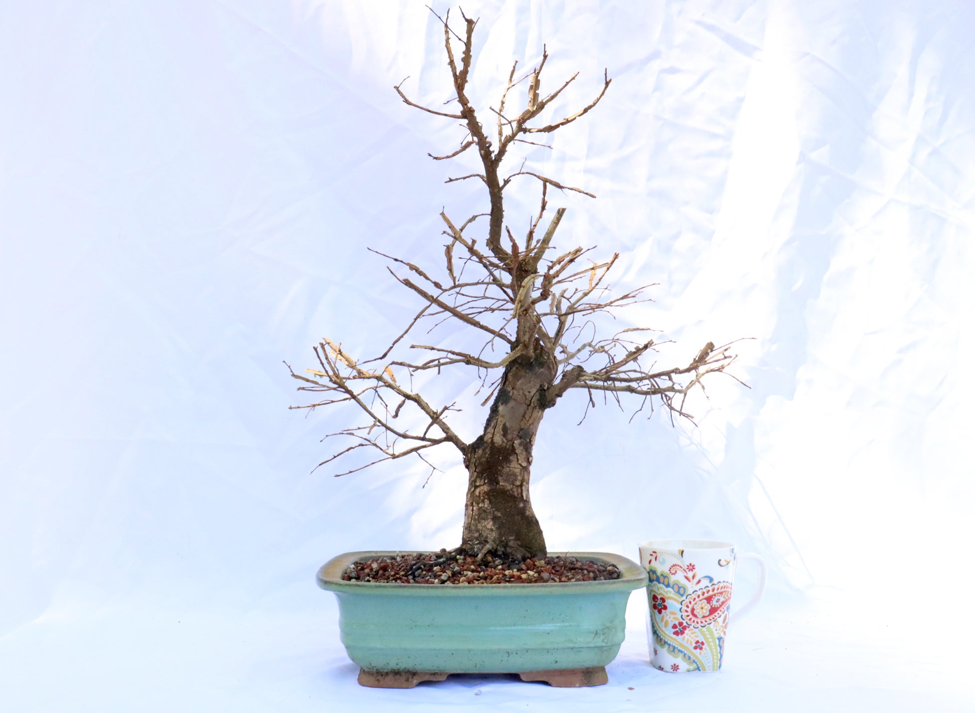 Winged Elm in a Glazed Bonsai Container