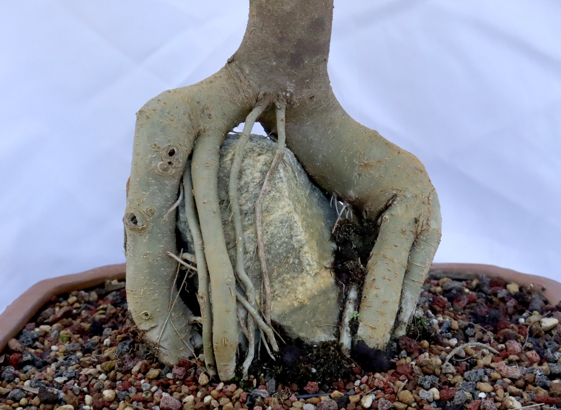 Root Over Rock Hackberry in a Glazed Container