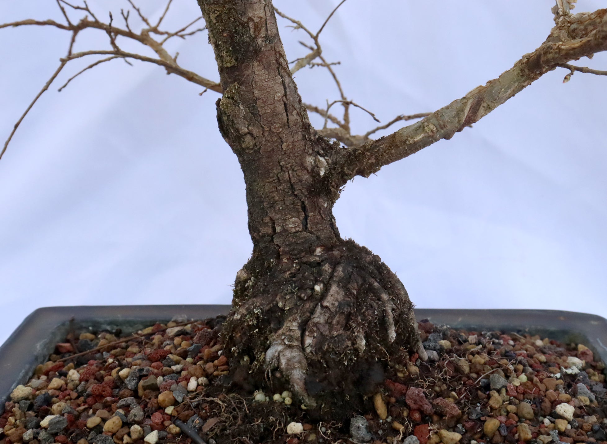 Winged Elm in a Glazed Container