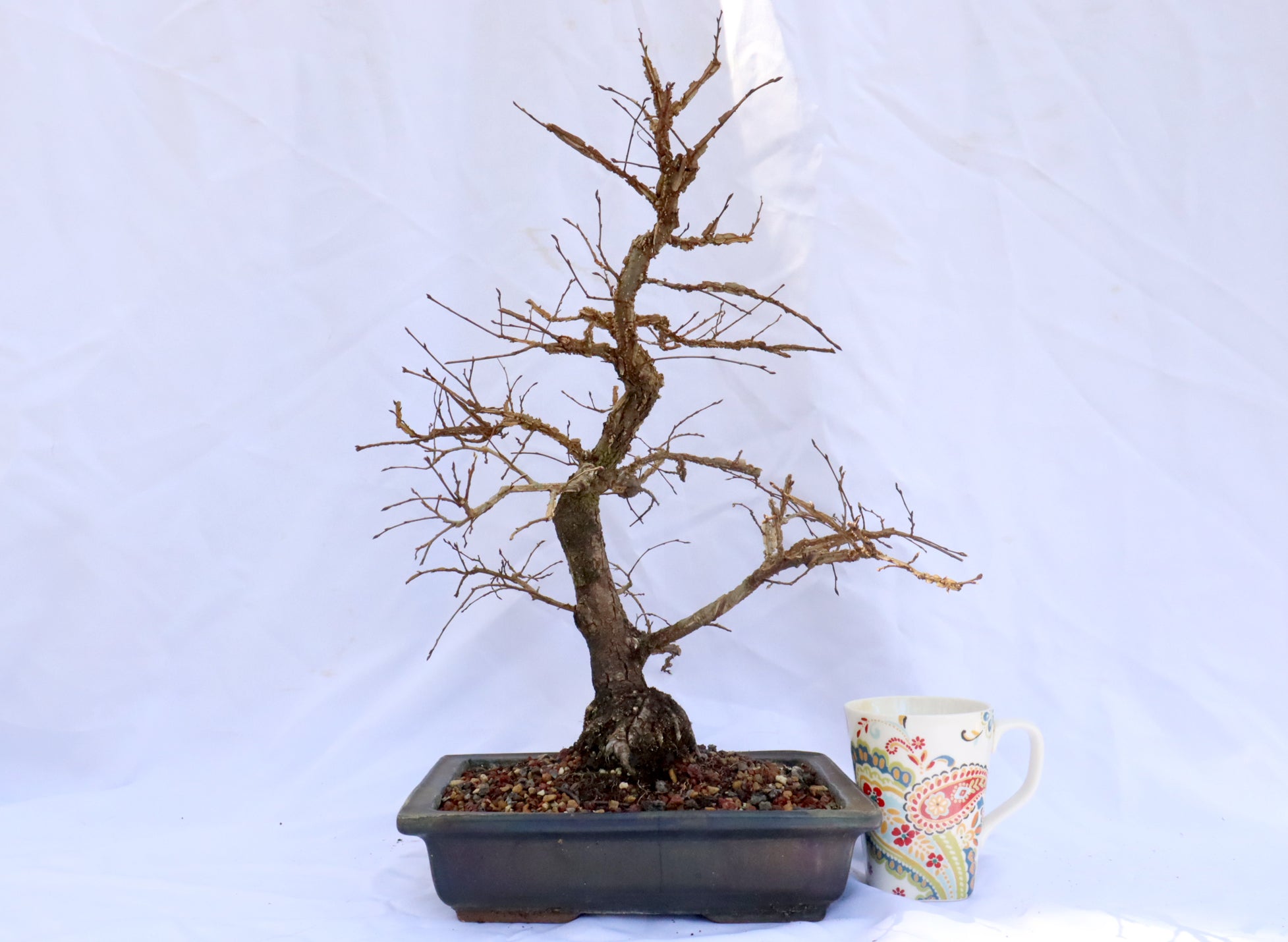 Winged Elm in a Glazed Container