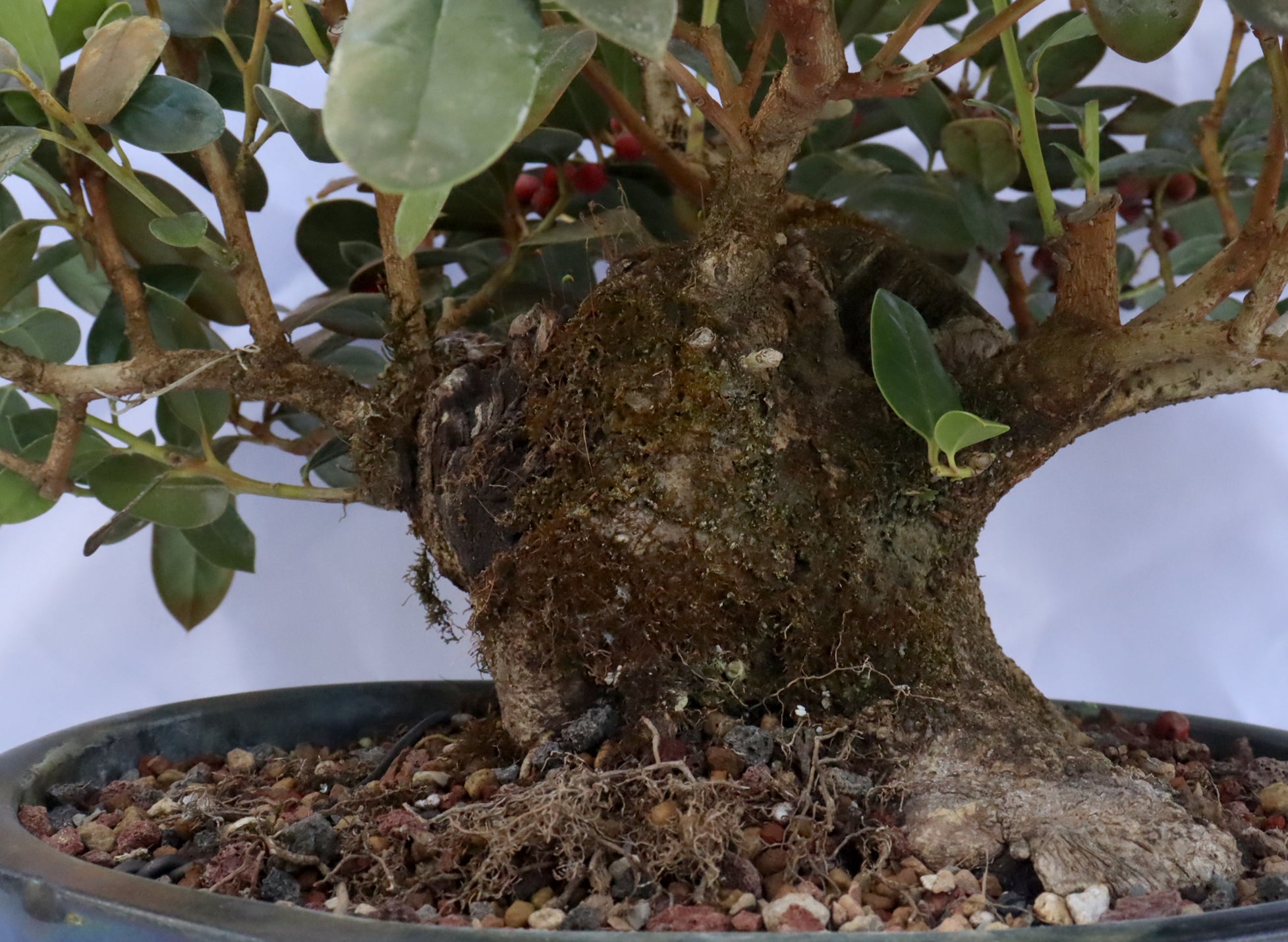 Burford Holly in a Glazed Container