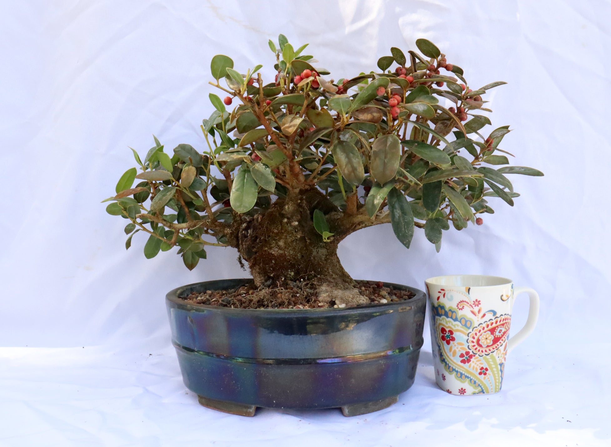 Burford Holly in a Glazed Container