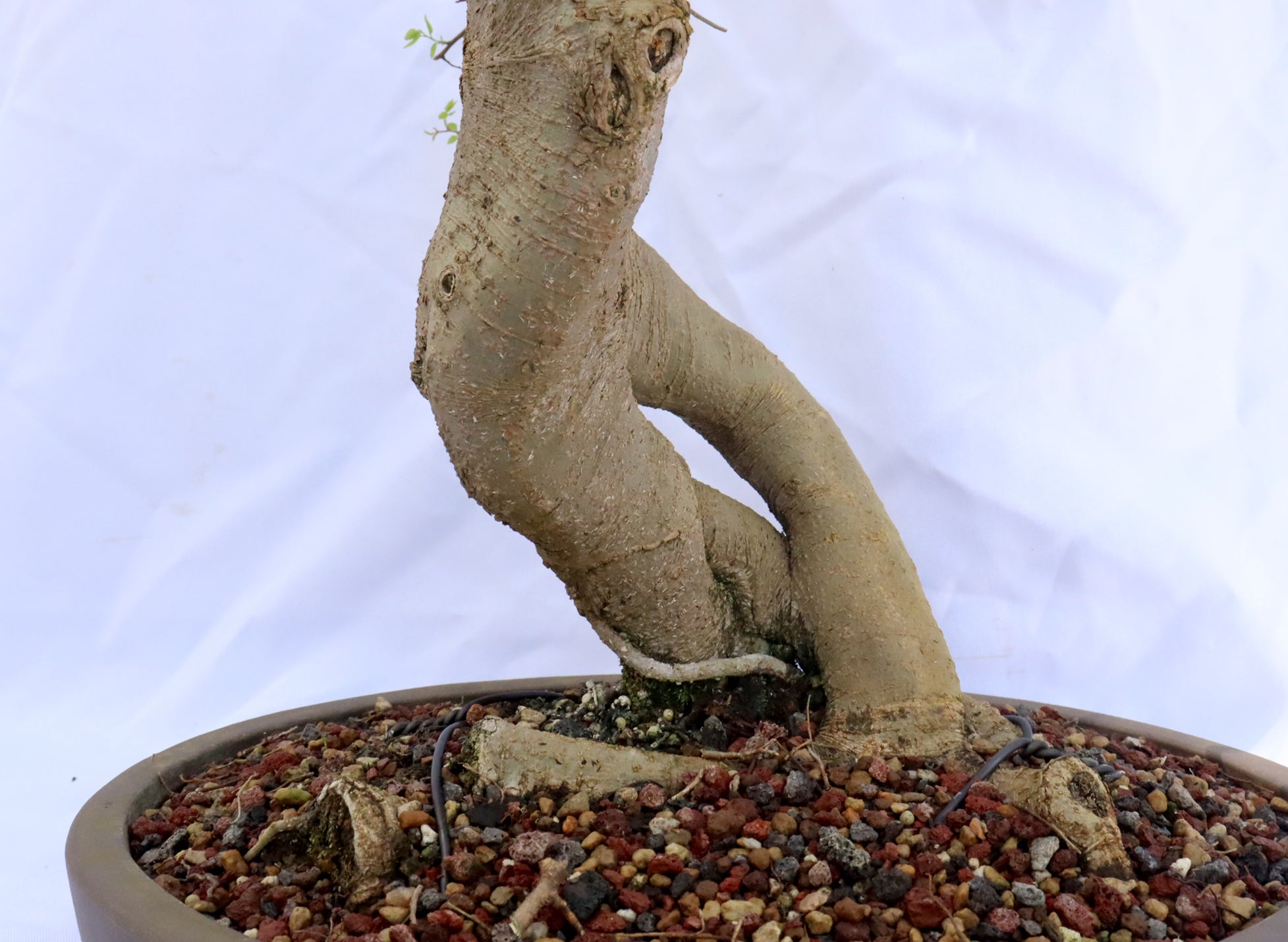 Hackberry in an Unglazed Container