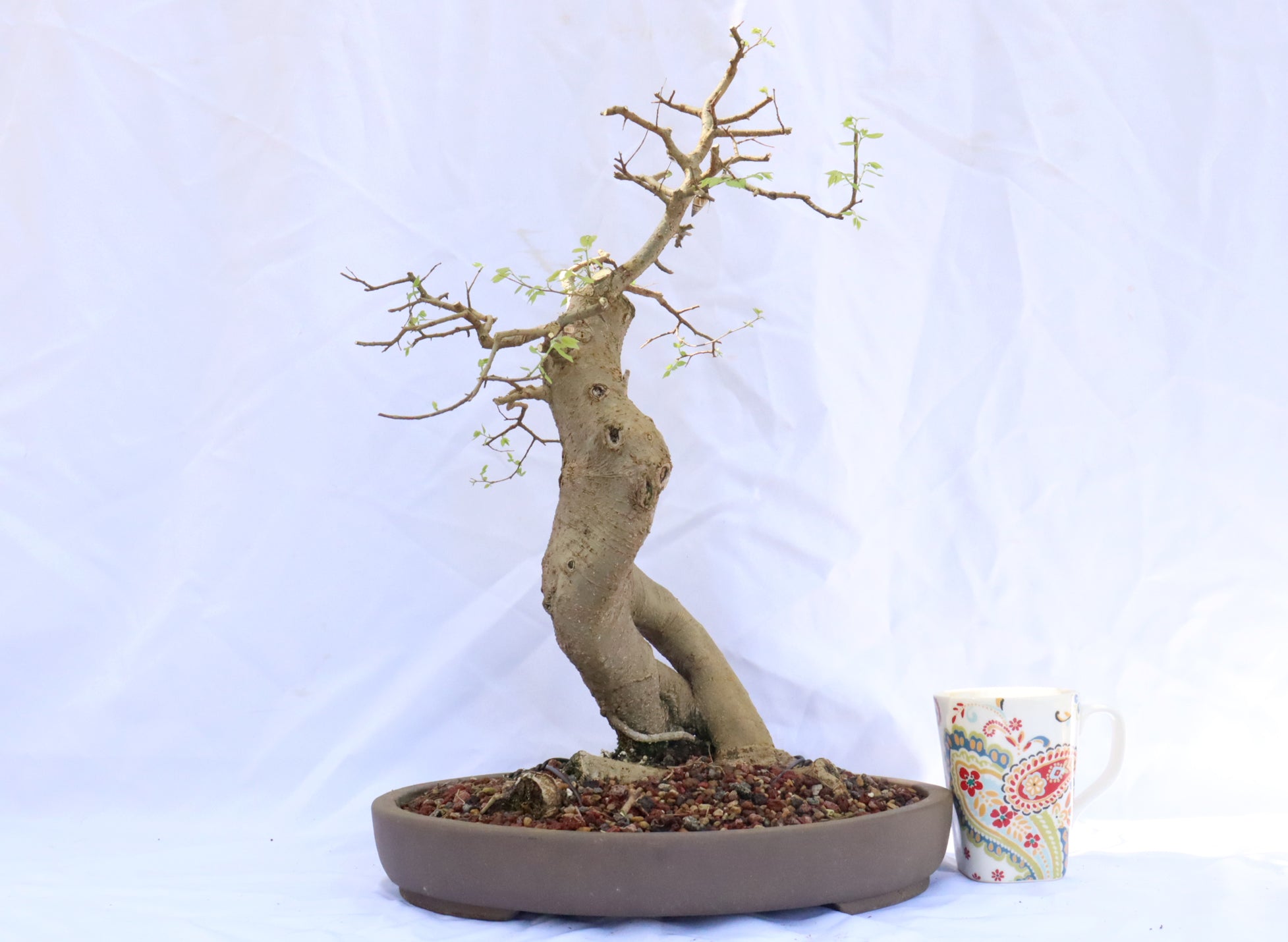 Hackberry in an Unglazed Container