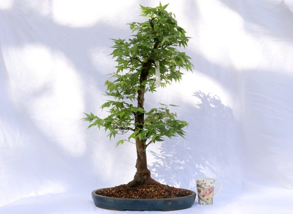 are blue maple bonsai trees real Large Japanese Maple (Started in 1989) Specimen Bonsai