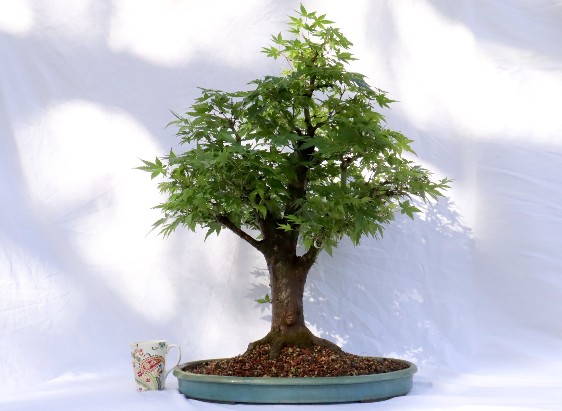 Large Japanese Maple Specimen Bonsai