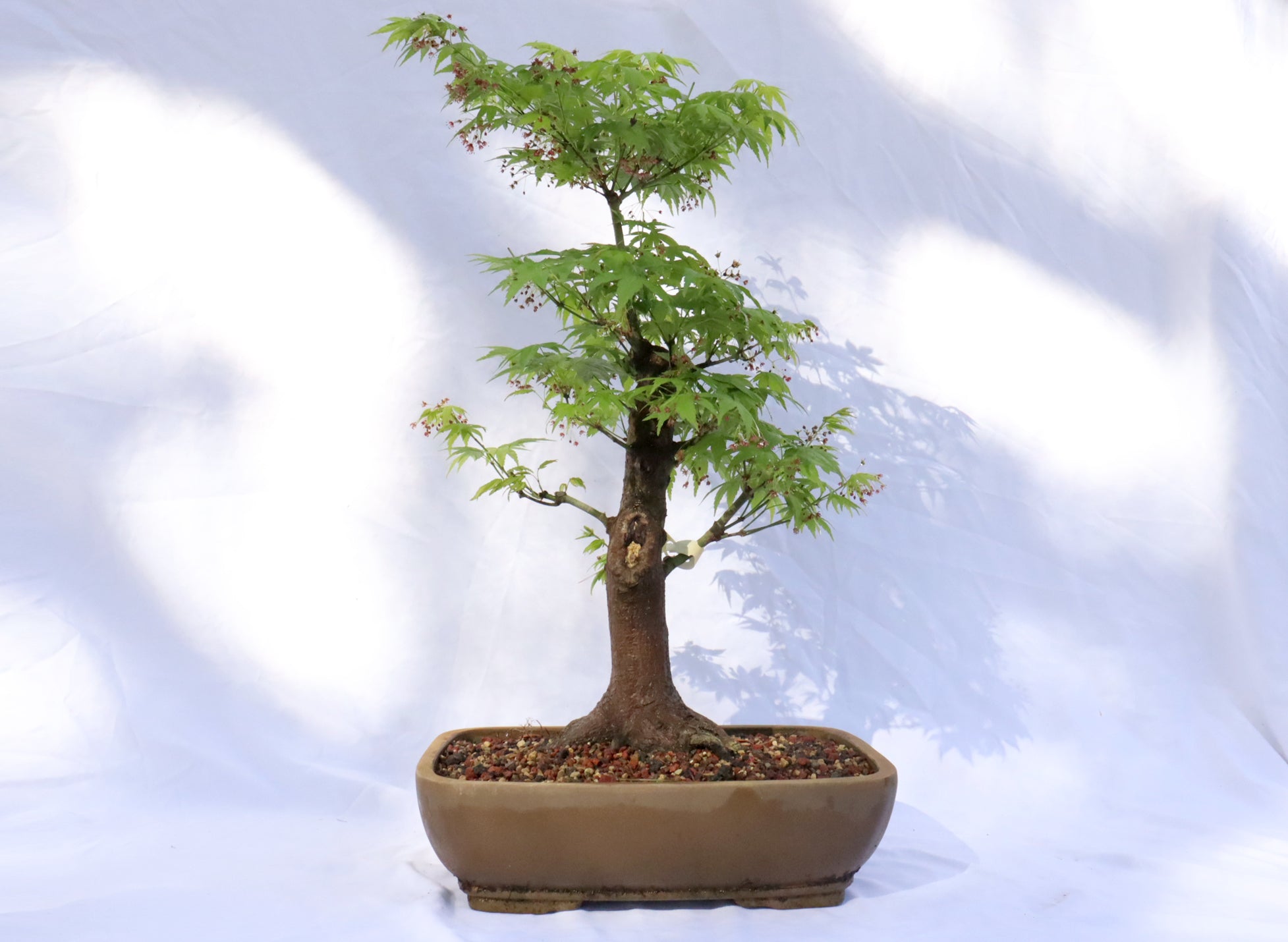 Large Japanese Maple Specimen Bonsai