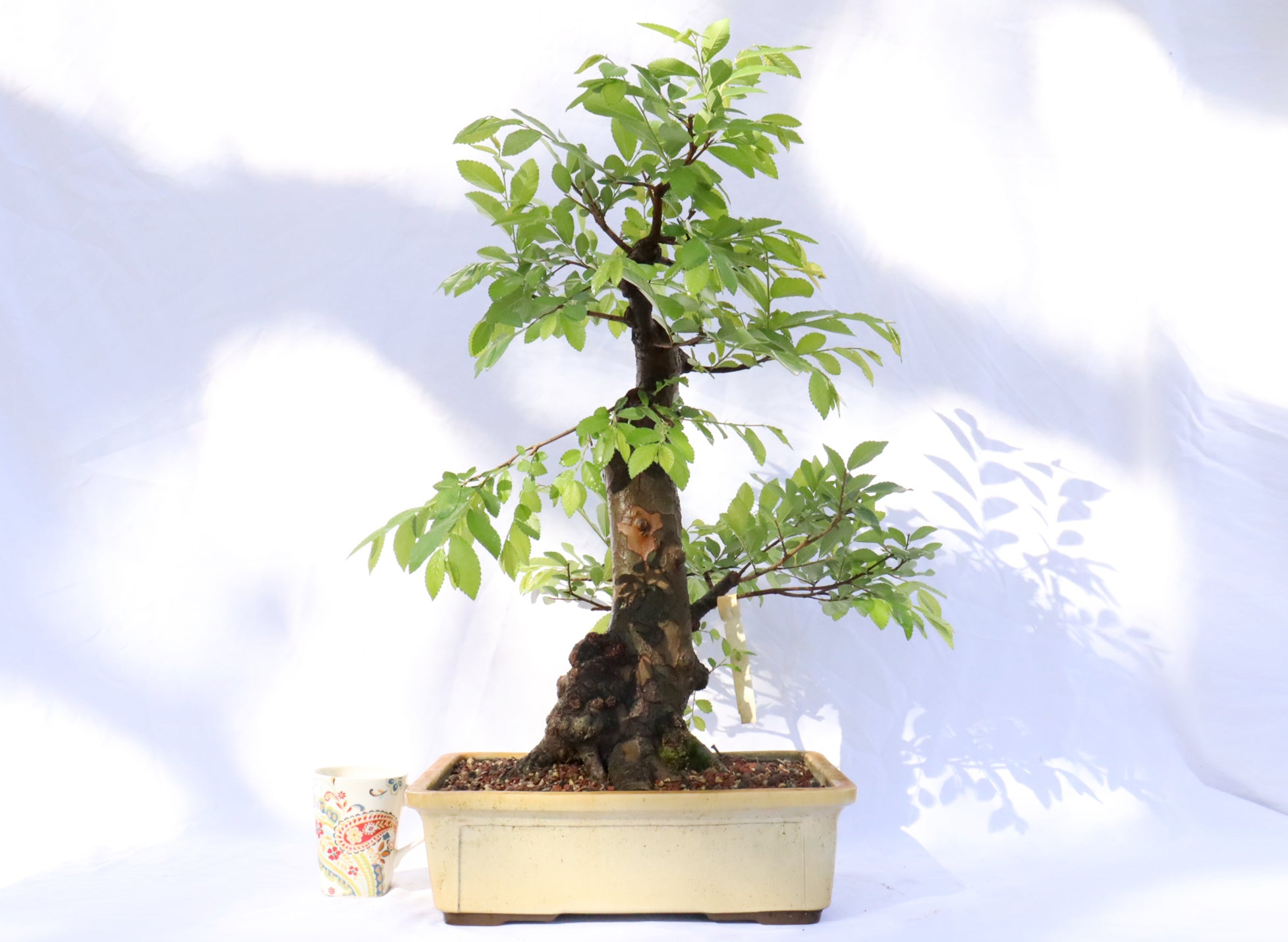 Large Chinese Elm Specimen Bonsai