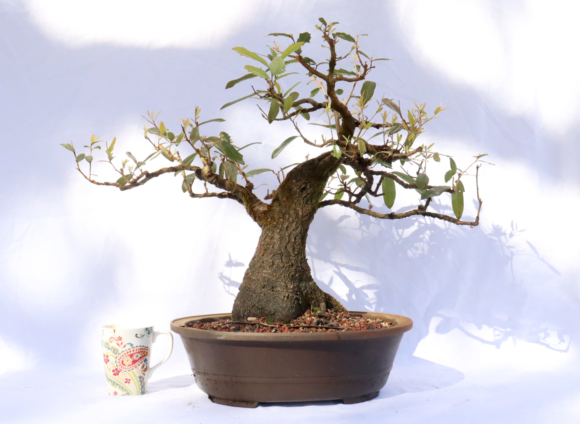 Live Oak Specimen Bonsai