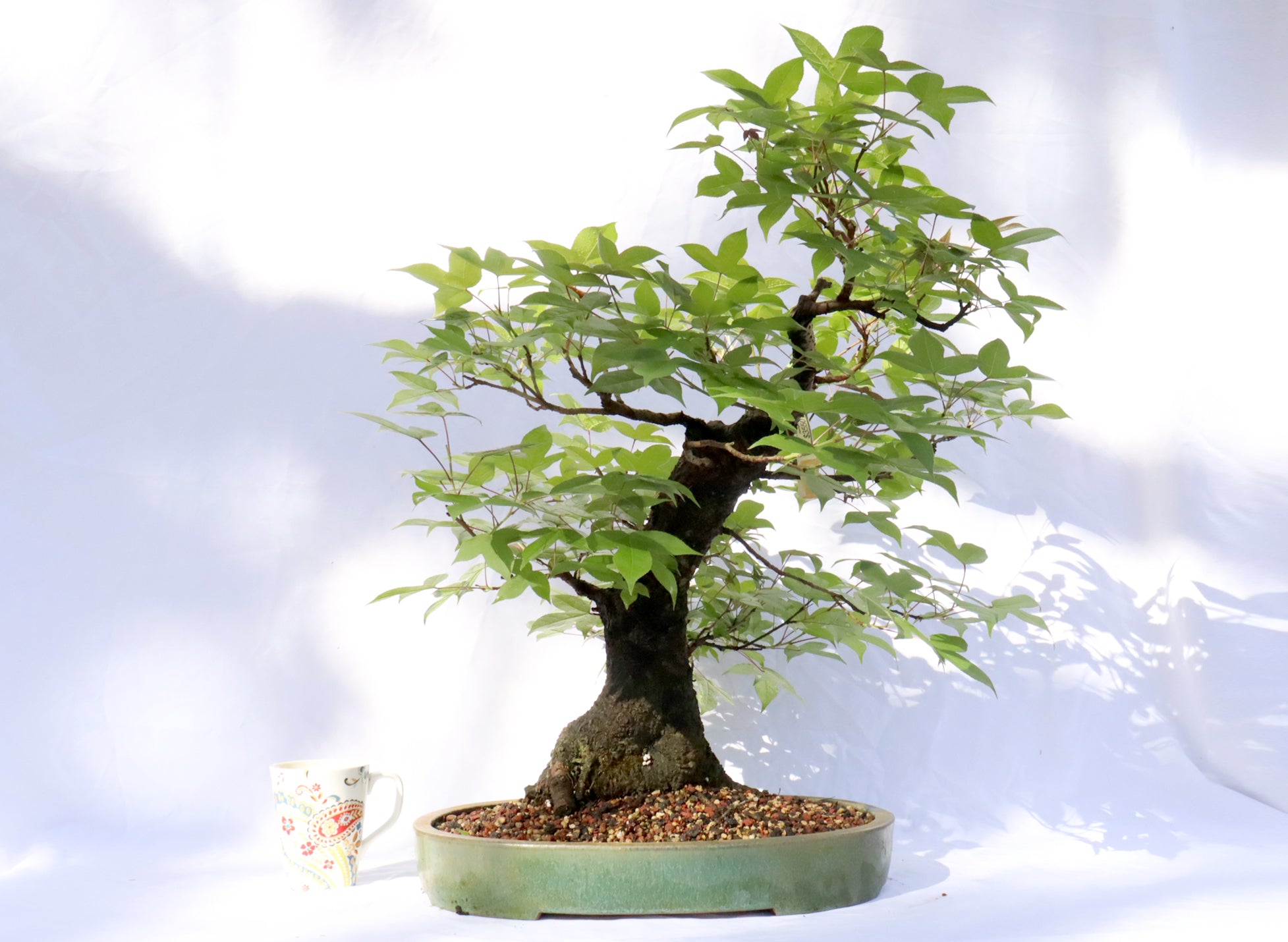 Large Sweetgum (Liquidambar) Specimen Bonsai