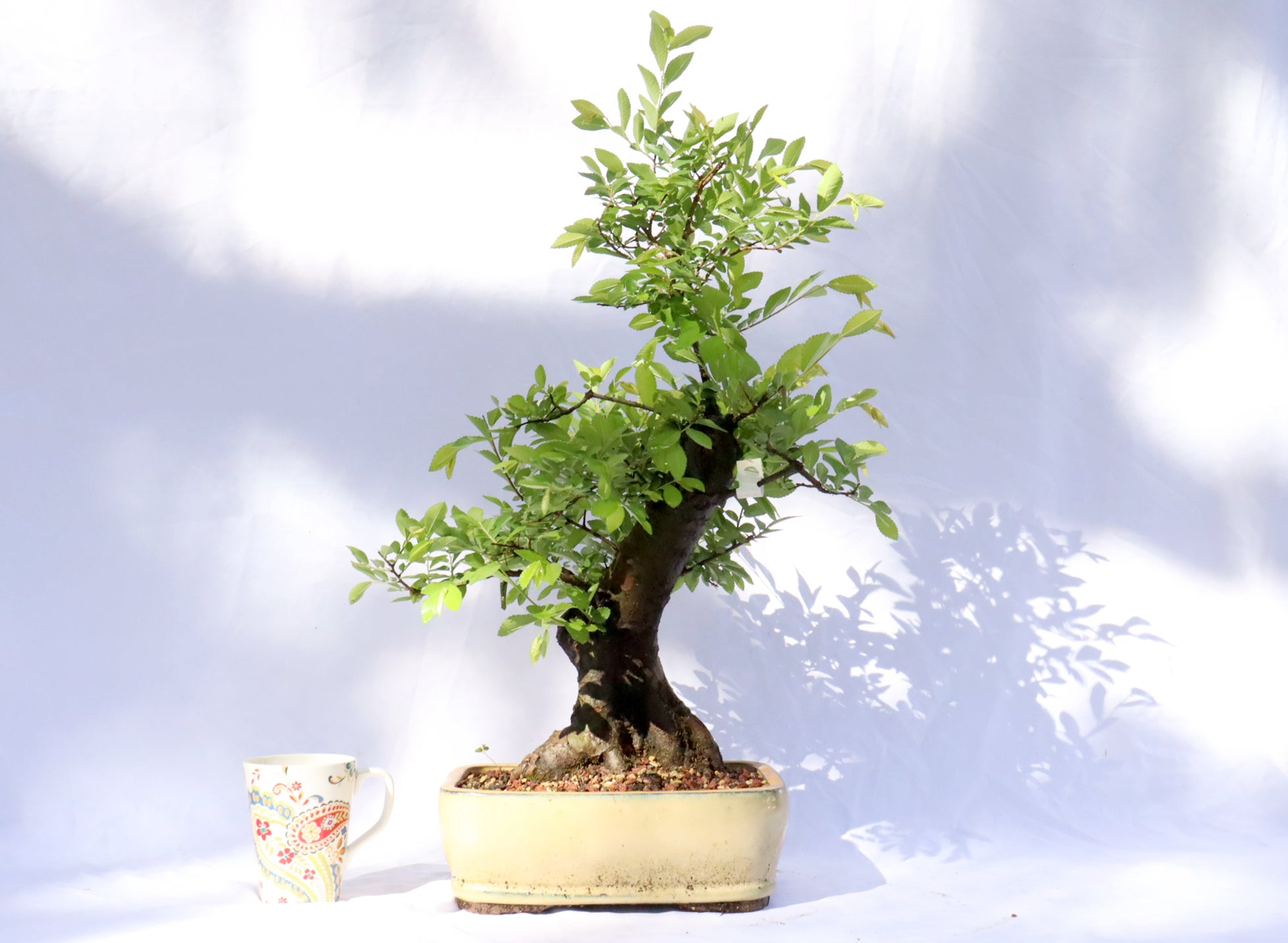 Chinese Elm Specimen Bonsai