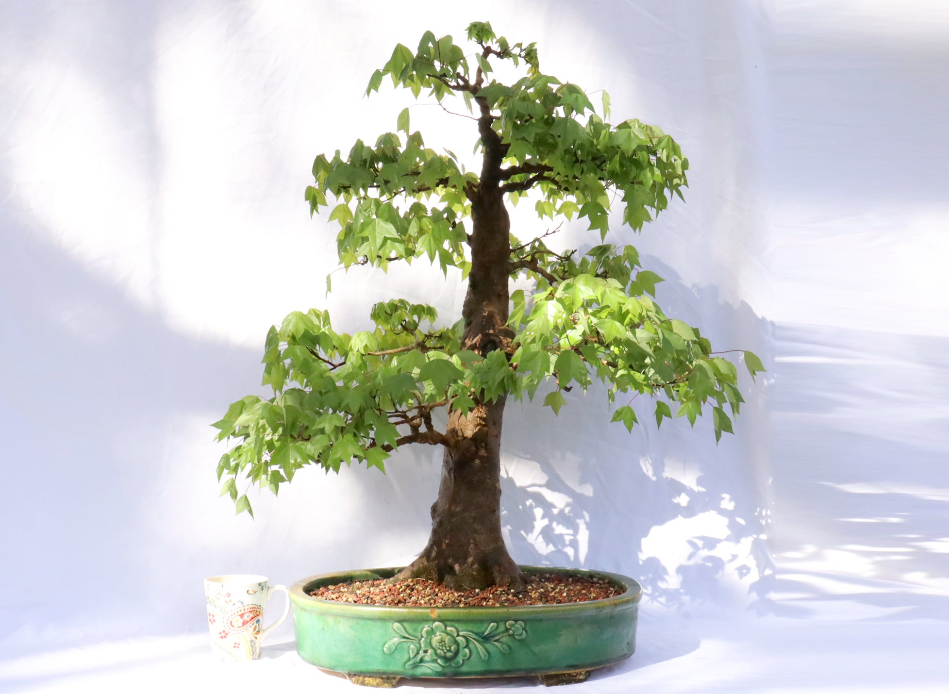 Large Trident Maple Specimen Bonsai