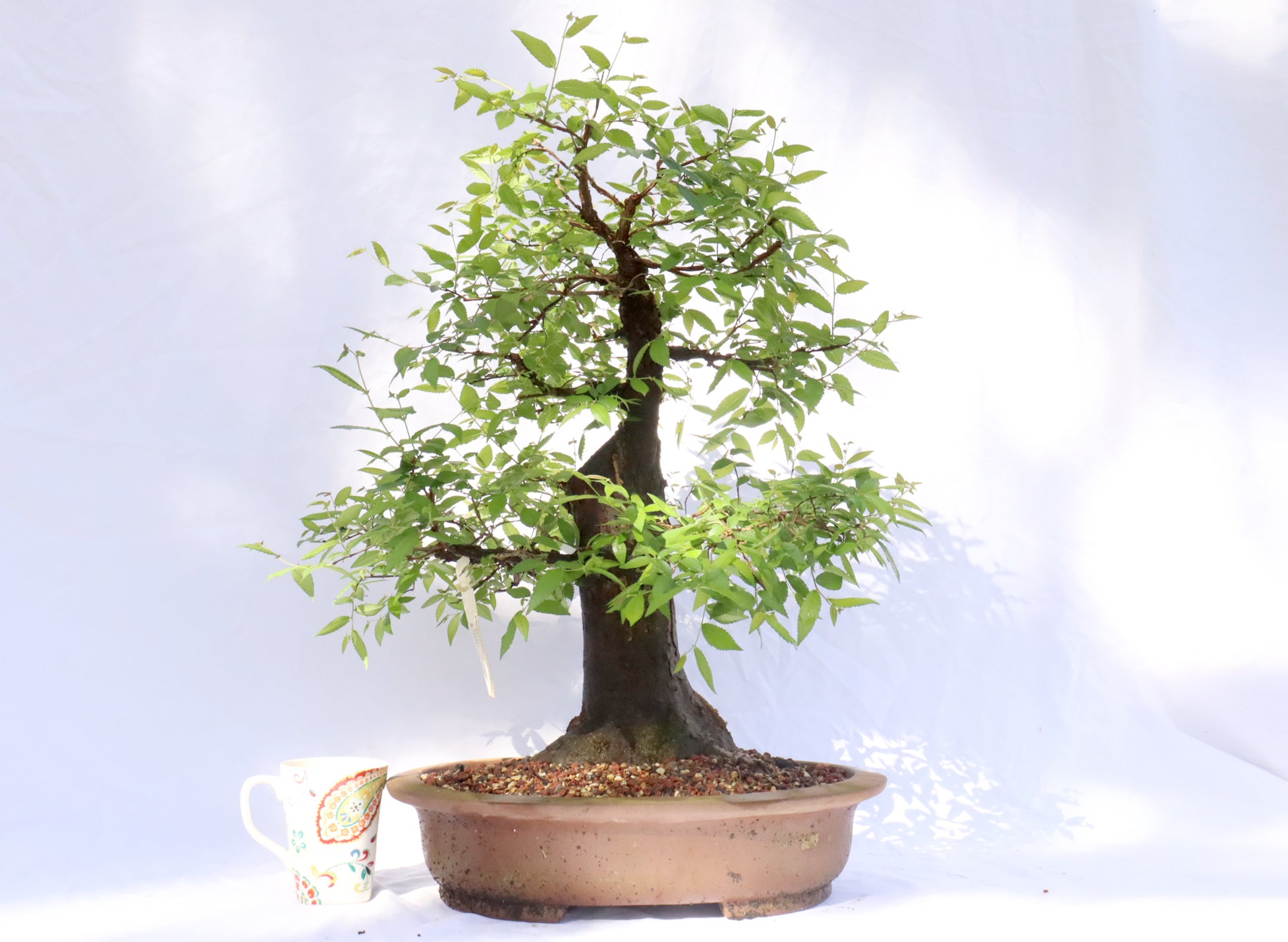 Winged Elm Specimen Bonsai
