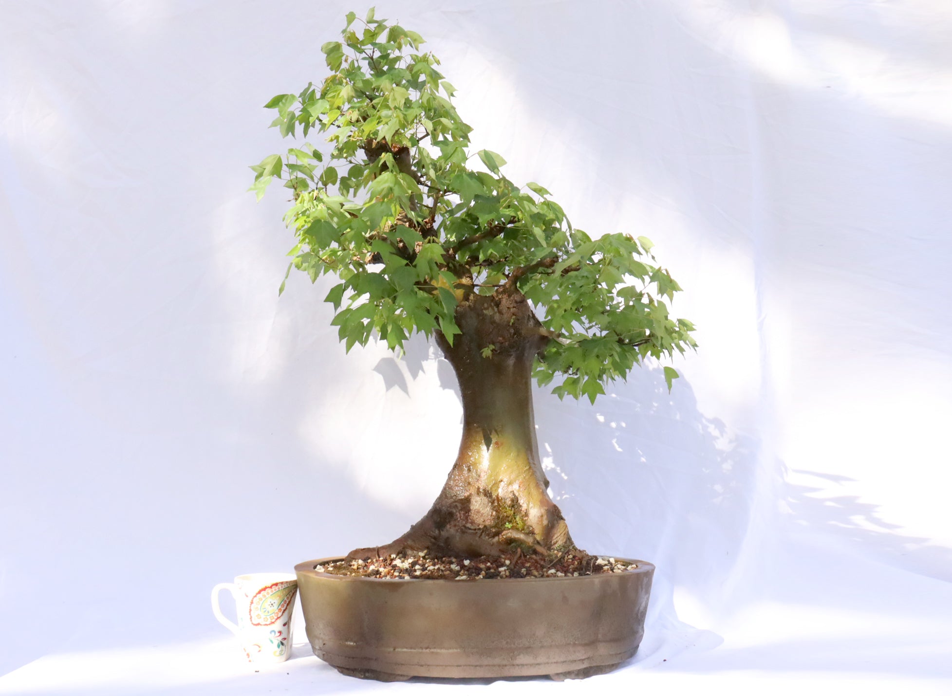 Large Trident Maple Specimen Bonsai
