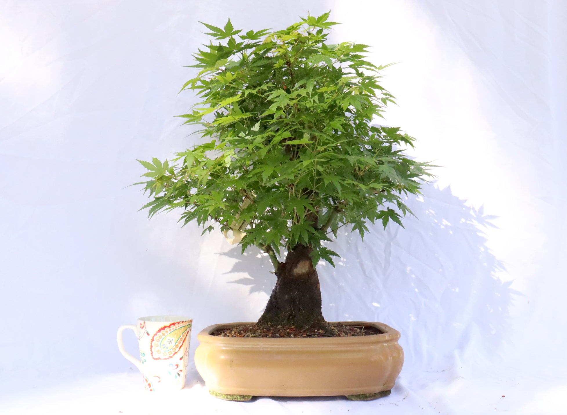 Japanese Maple Specimen Bonsai