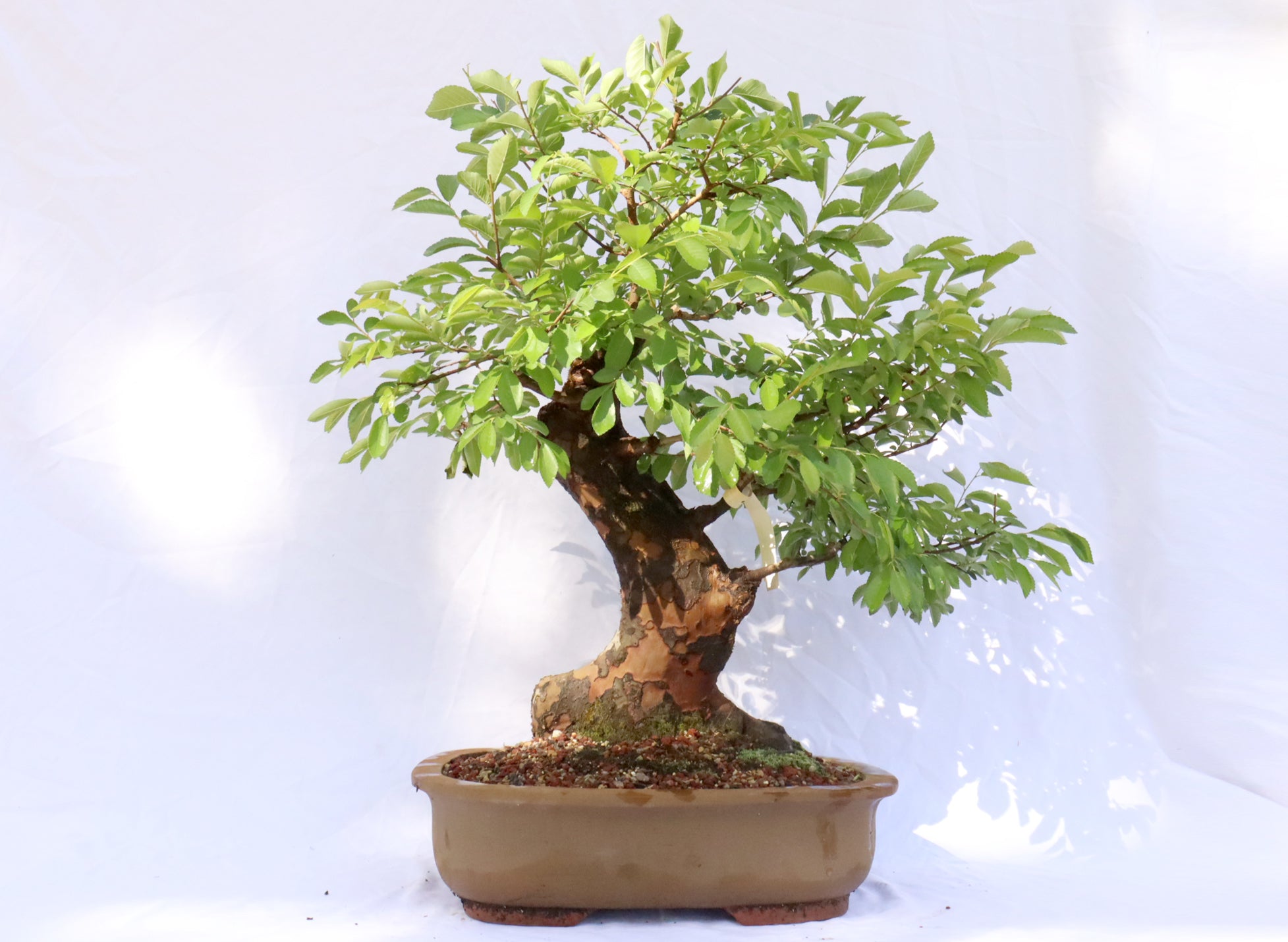 Chinese Elm Specimen Bonsai