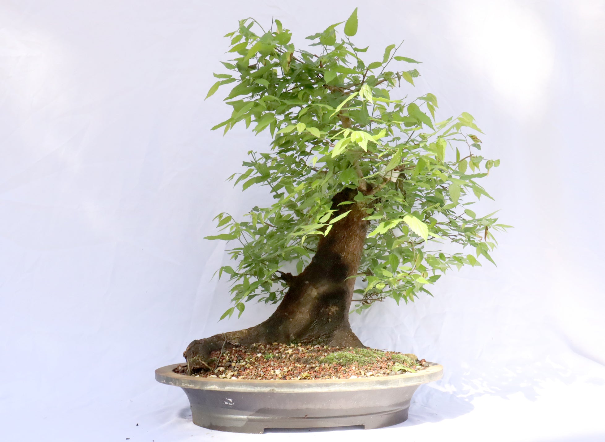 Large Hackberry Specimen Bonsai