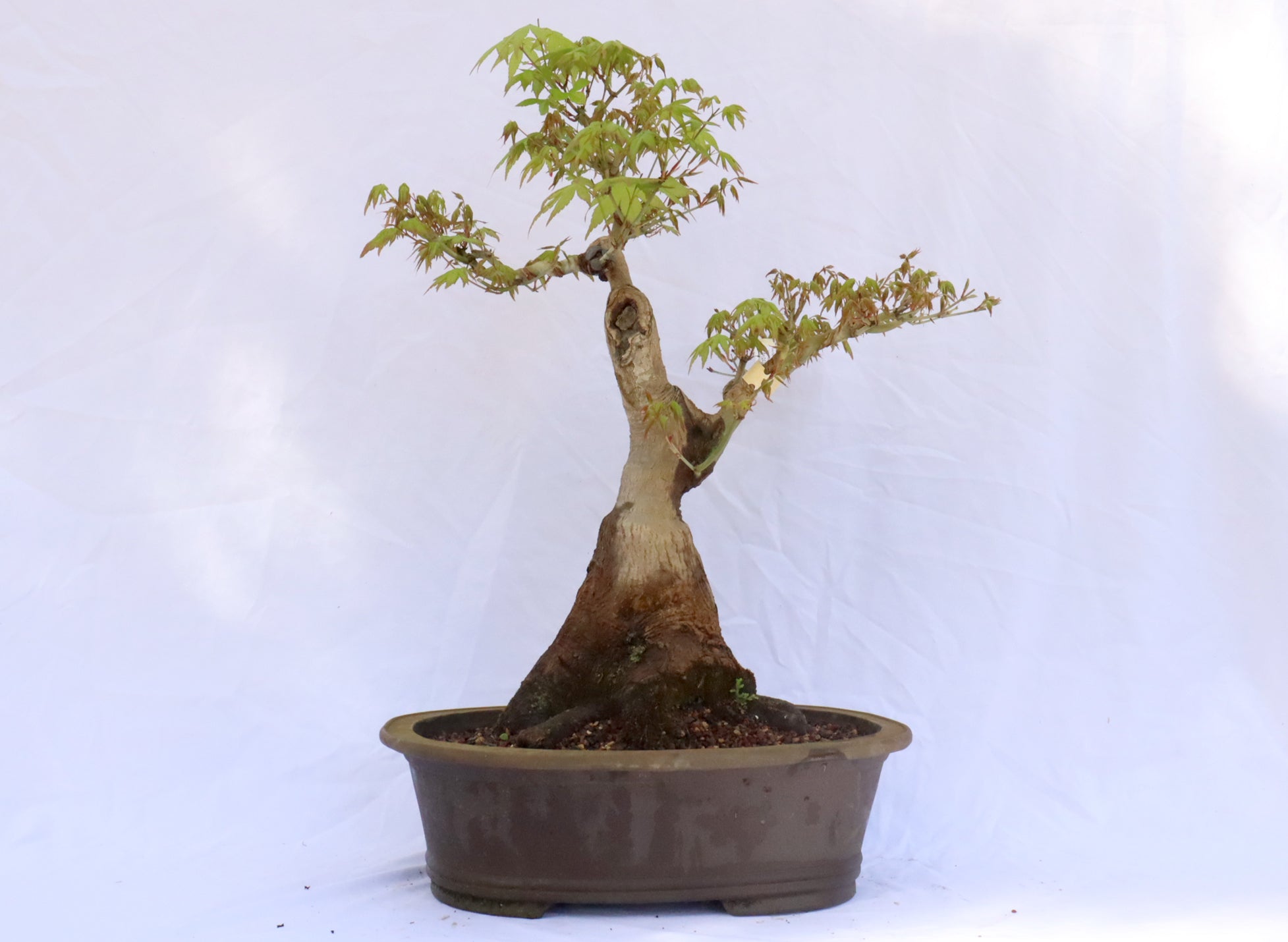 Japanese Maple Specimen Bonsai