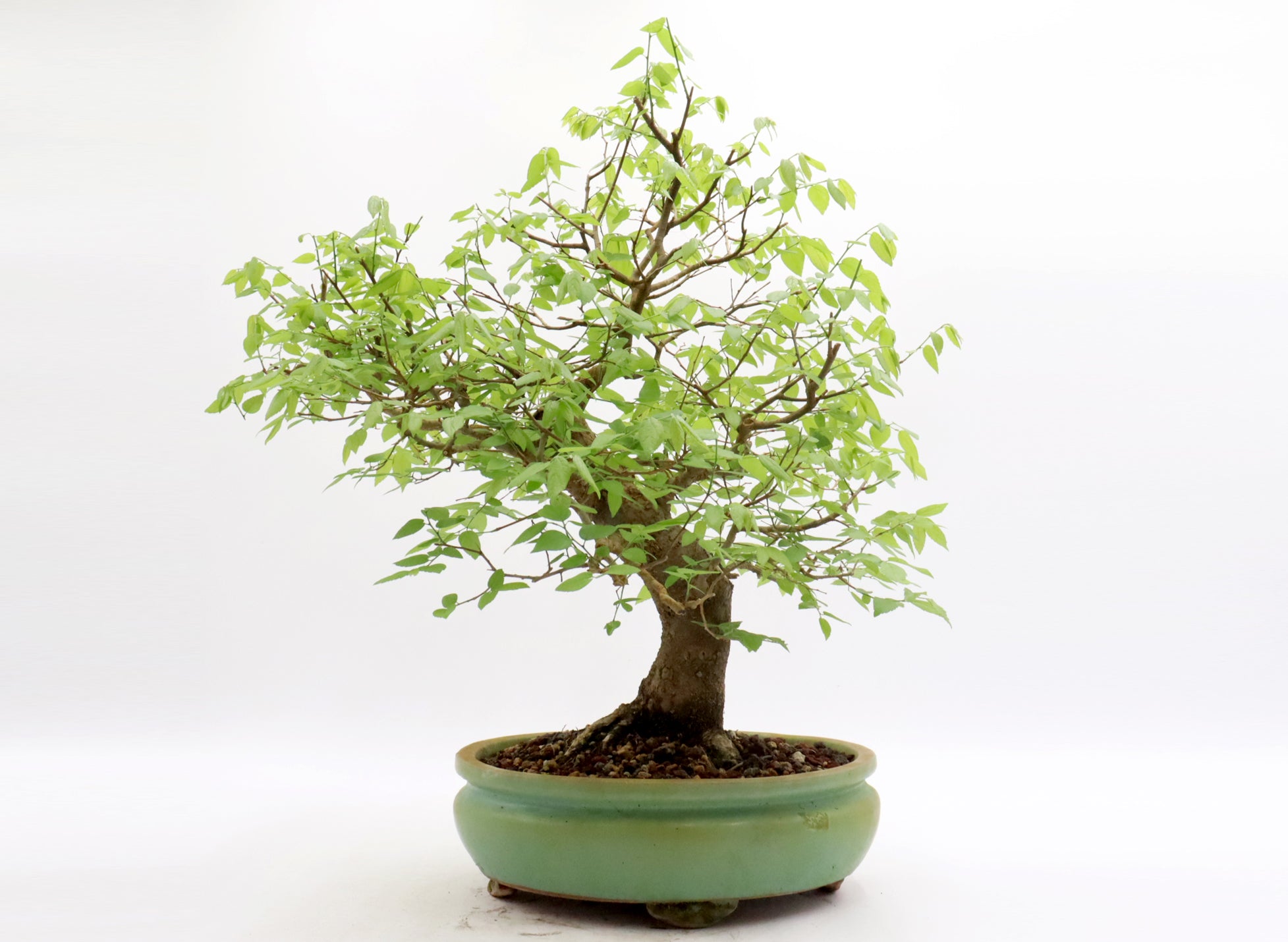 Hackberry in a Glazed Container