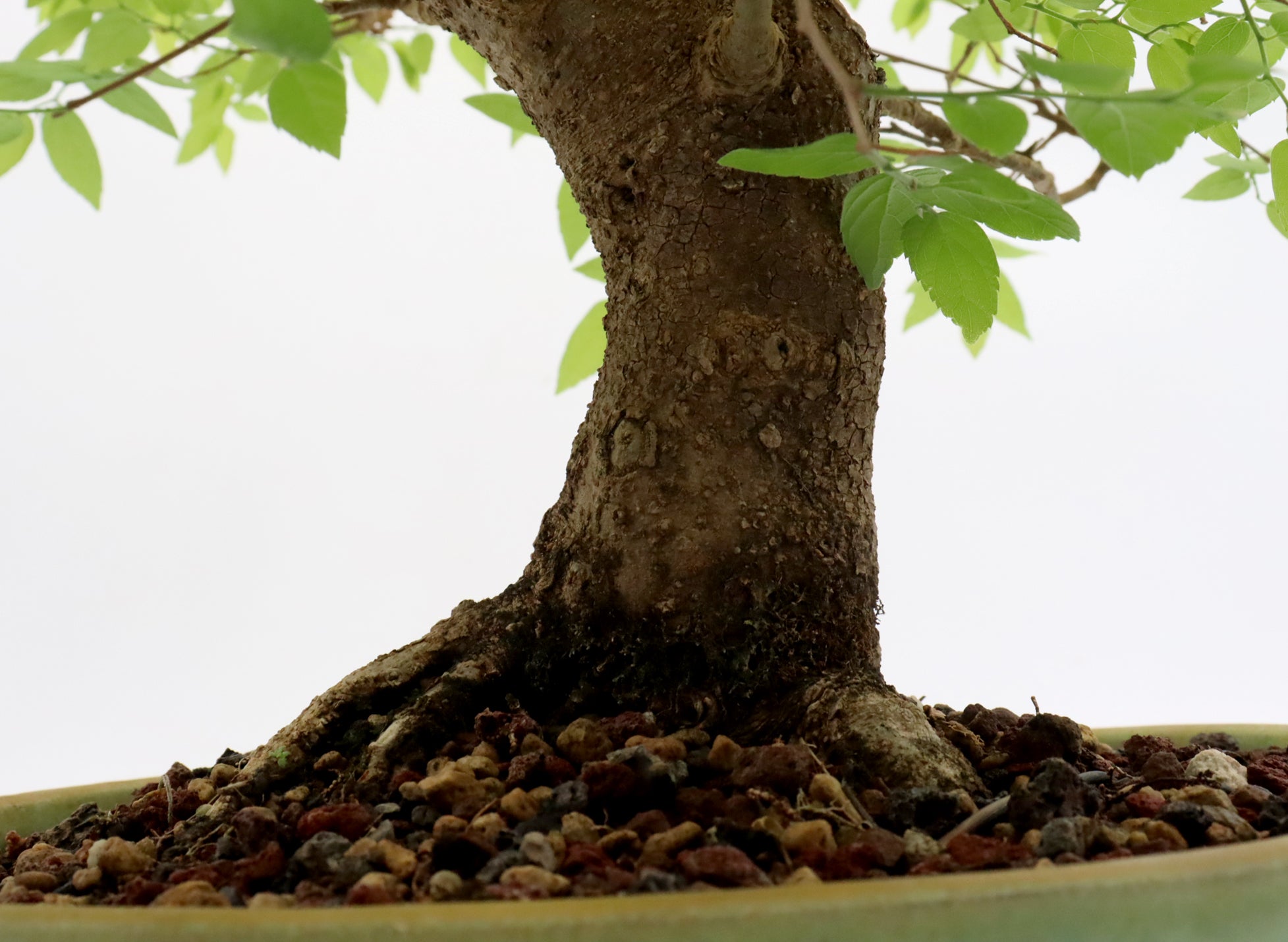Hackberry in a Glazed Container