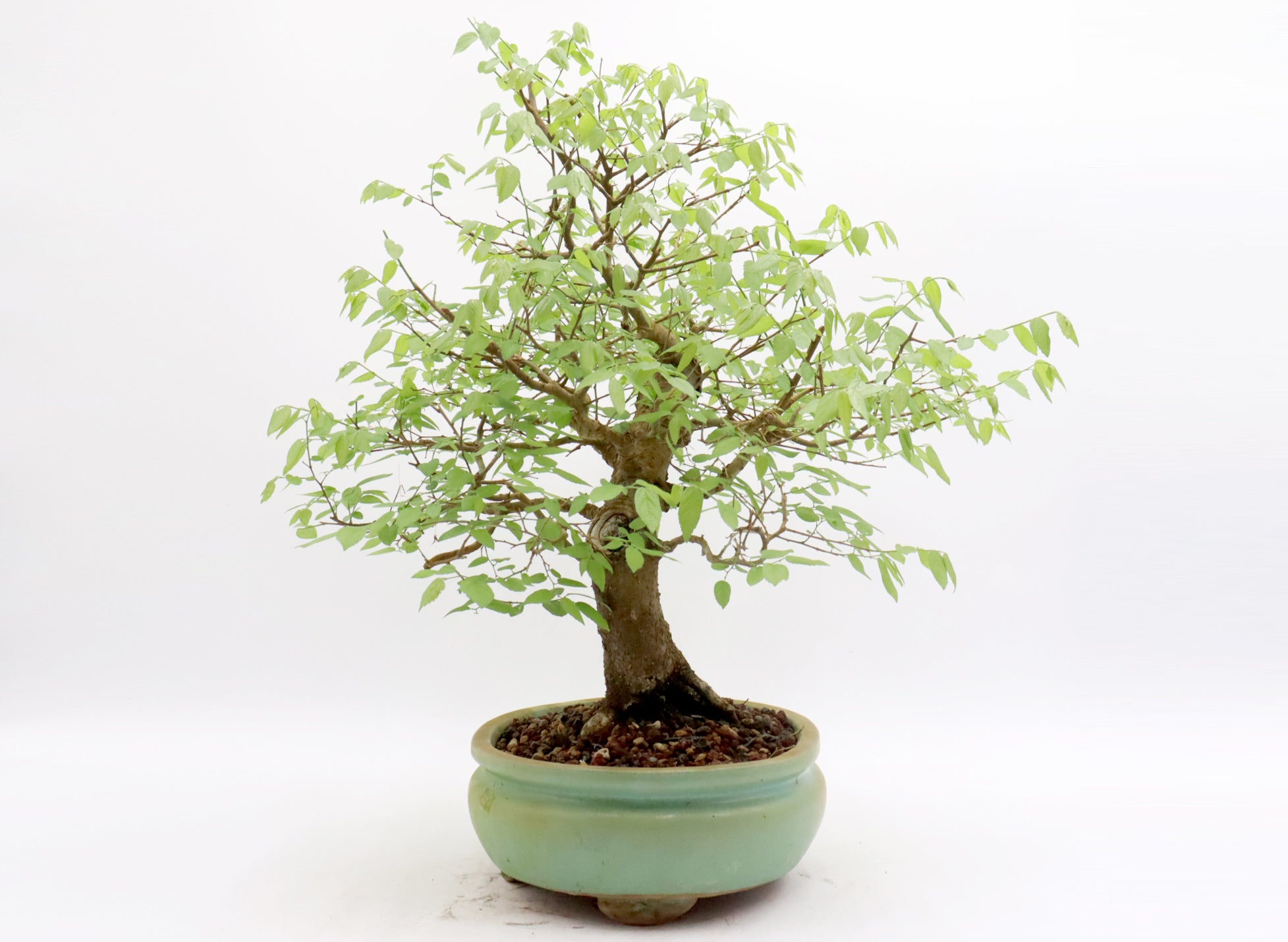 Hackberry in a Glazed Container