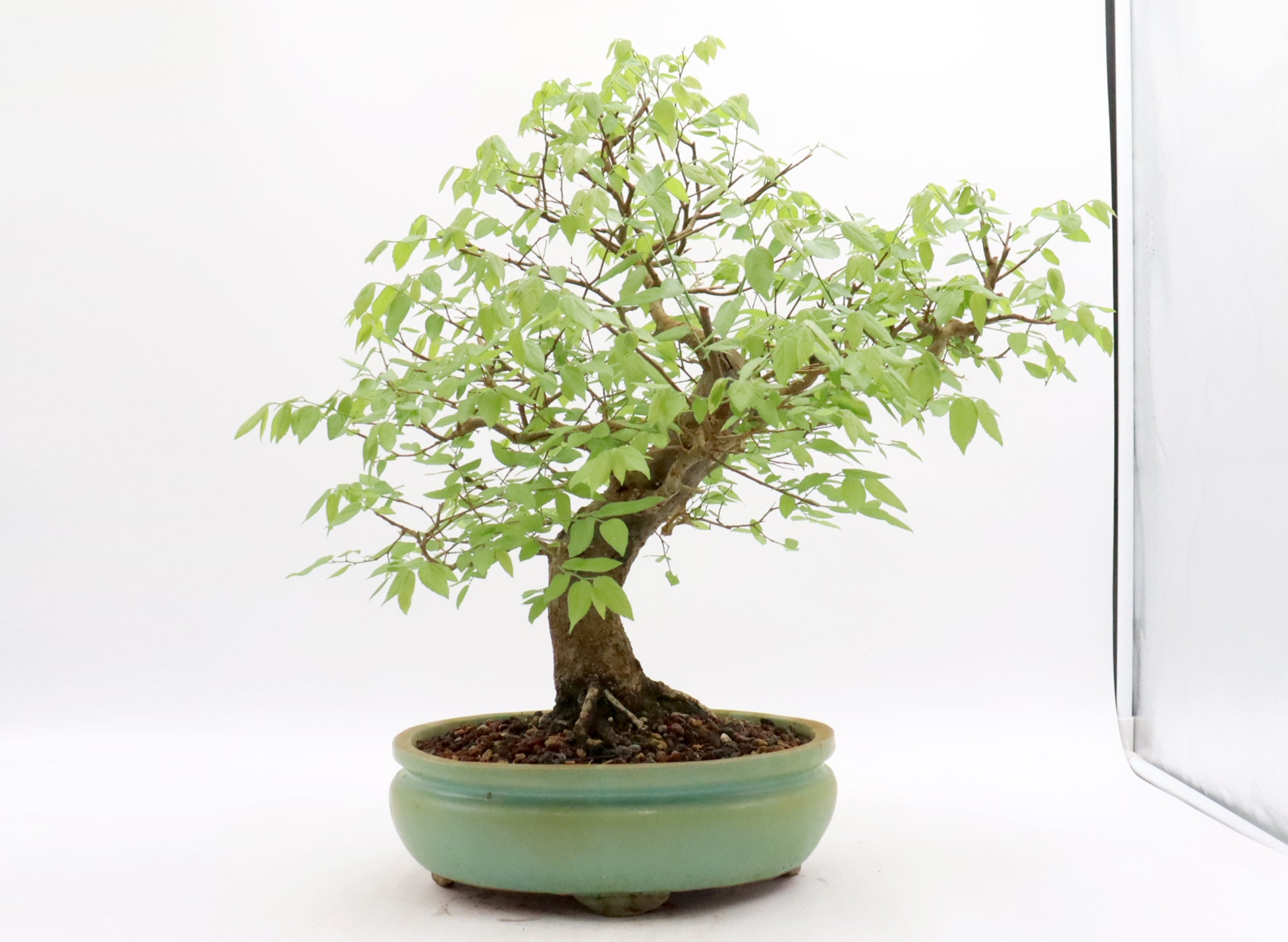 Hackberry in a Glazed Container