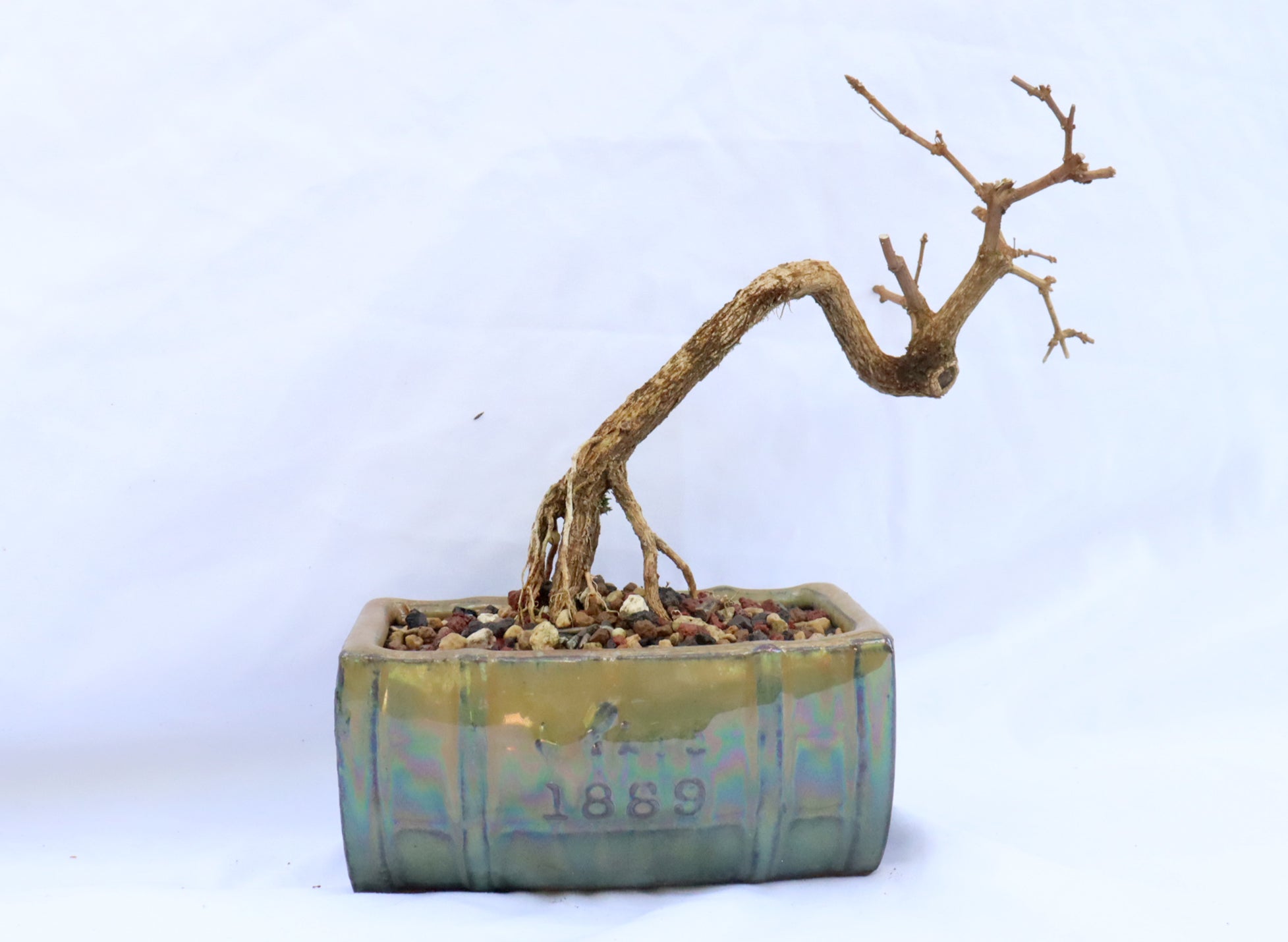 Musk Maple in a Green Glazed Container
