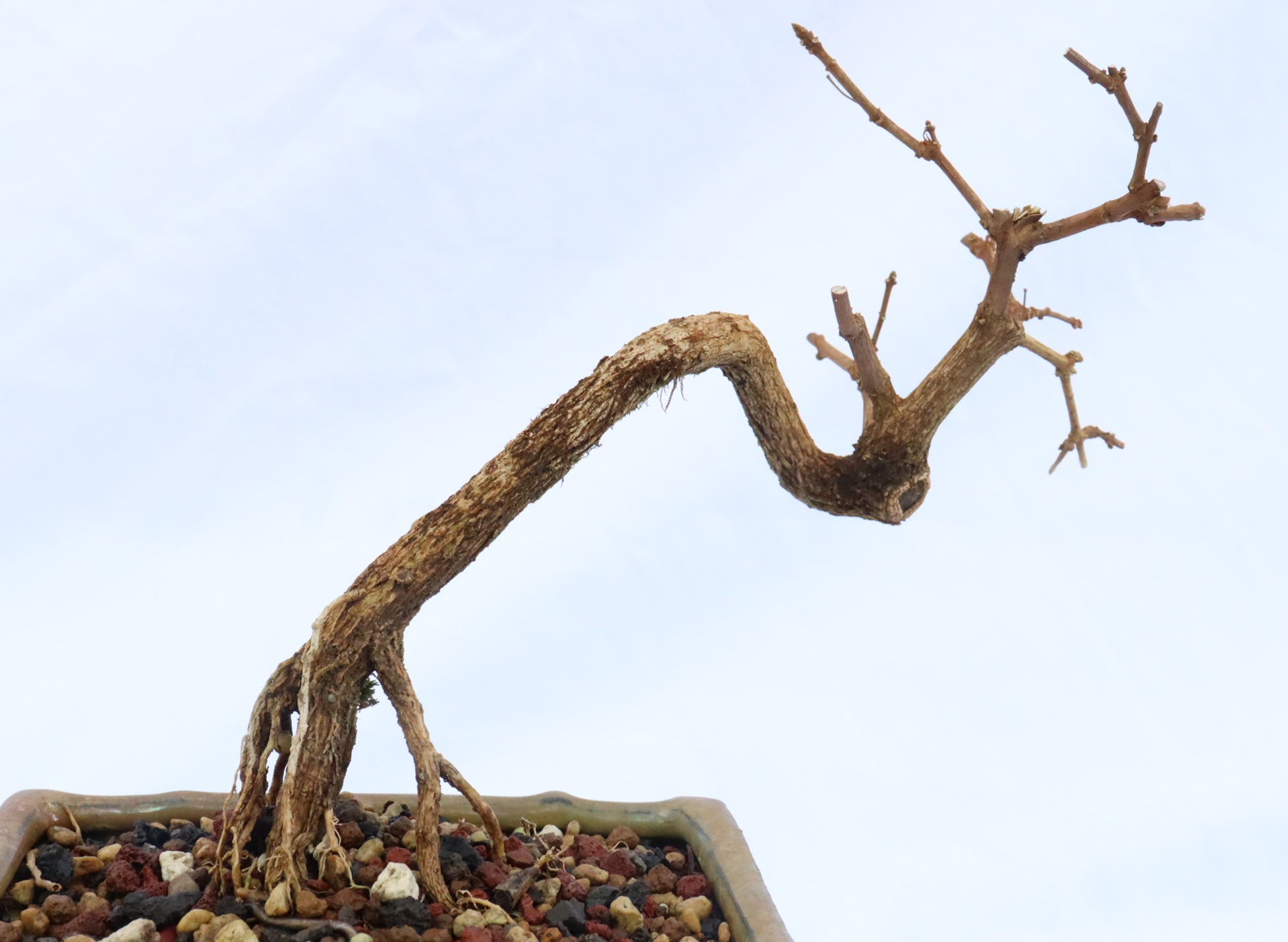 Musk Maple in a Green Glazed Container