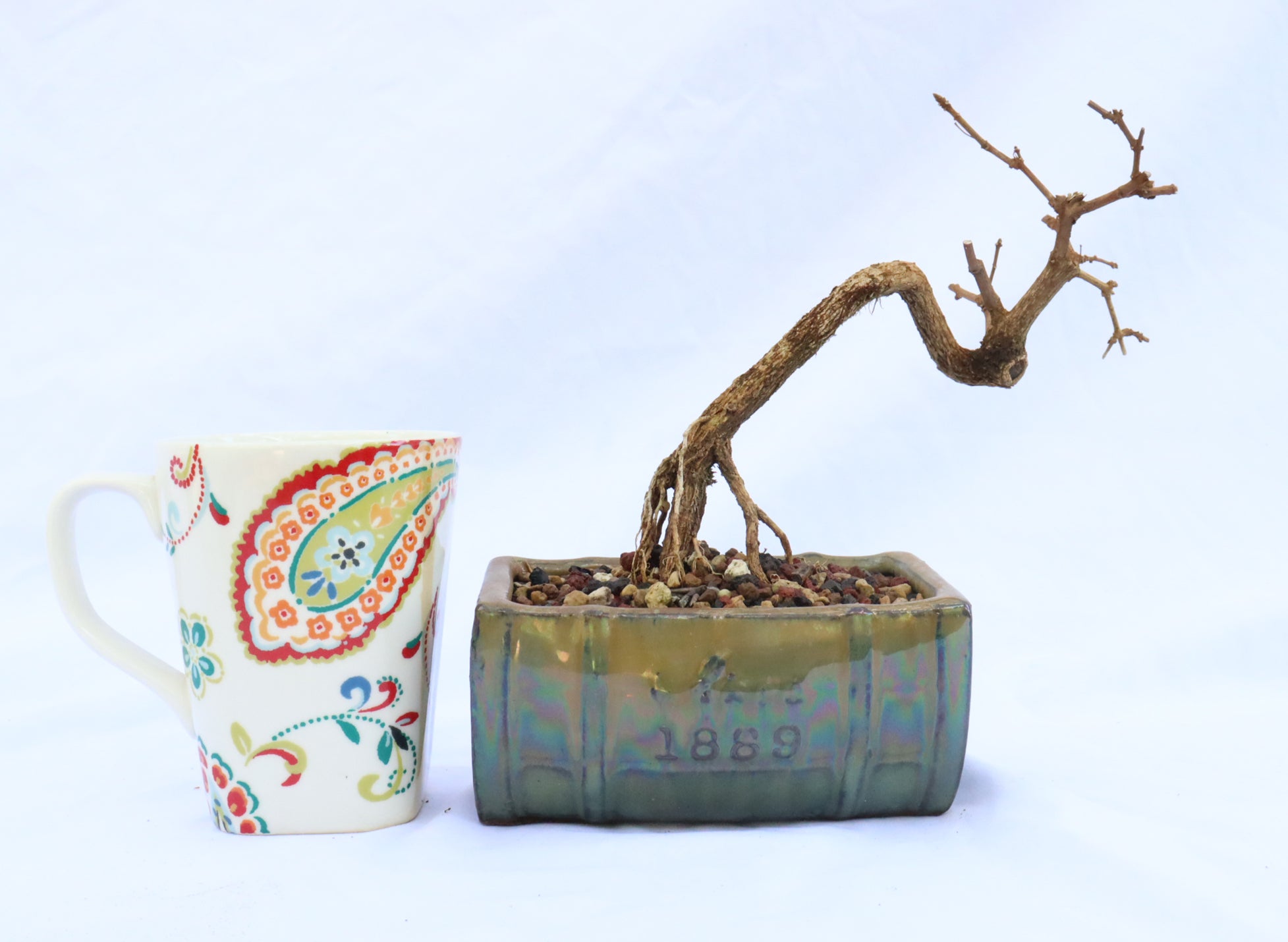 Musk Maple in a Green Glazed Container