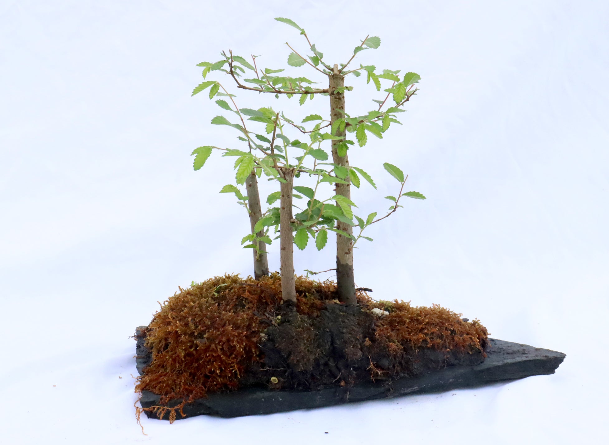Chinese Elm Forest (Three Trees) on a Slab