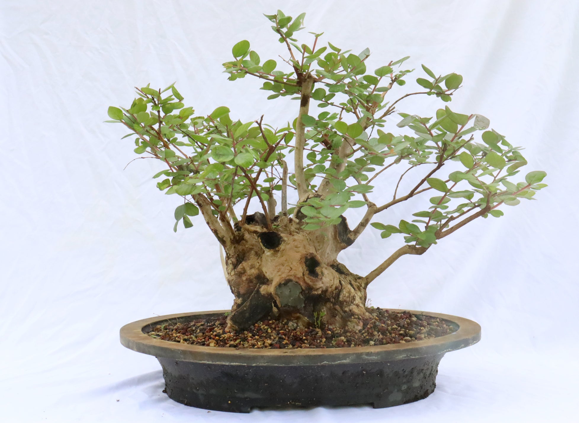 Large Specimen Crepe Myrtle in a Mica Container