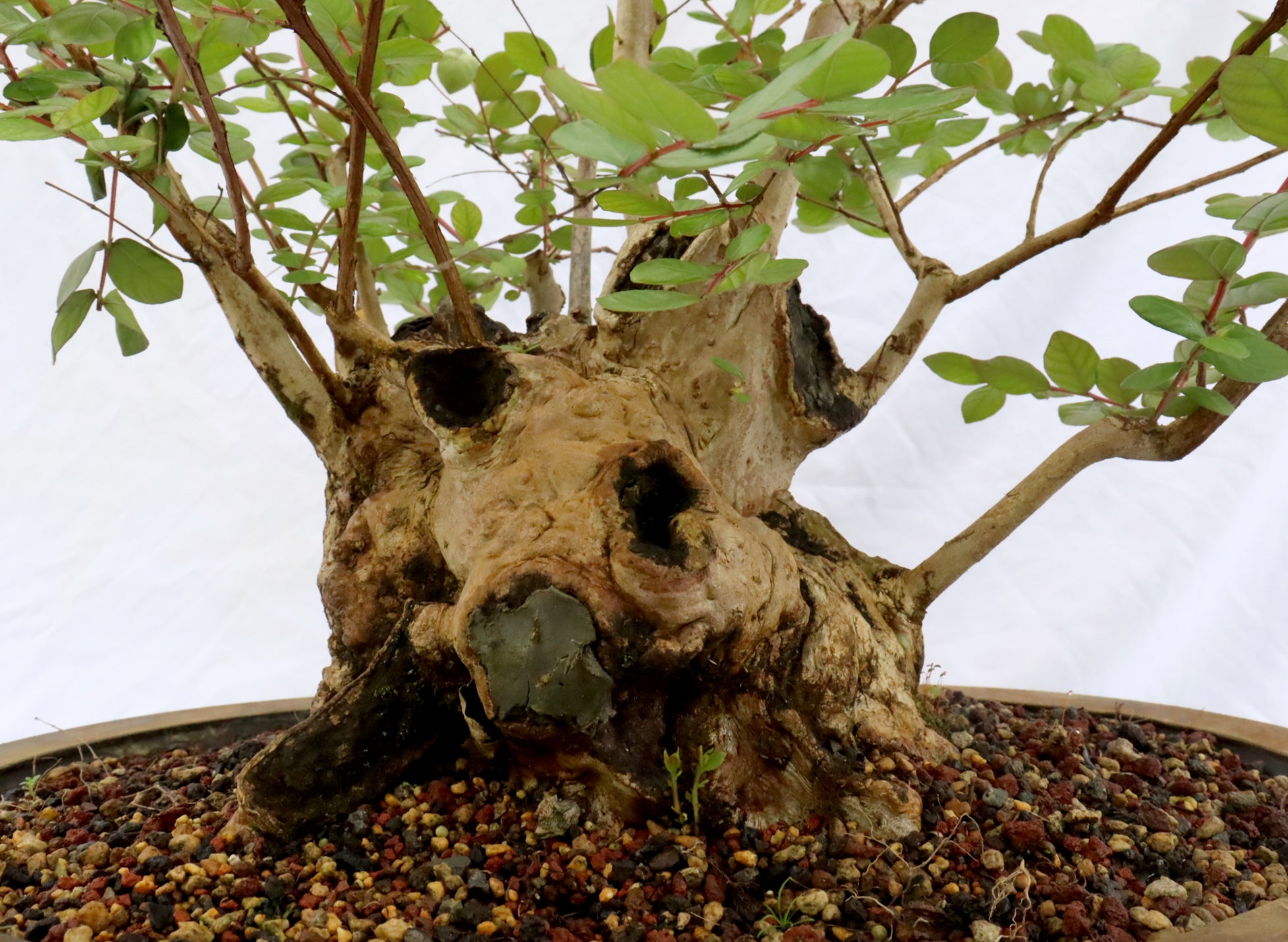 Large Specimen Crepe Myrtle in a Mica Container