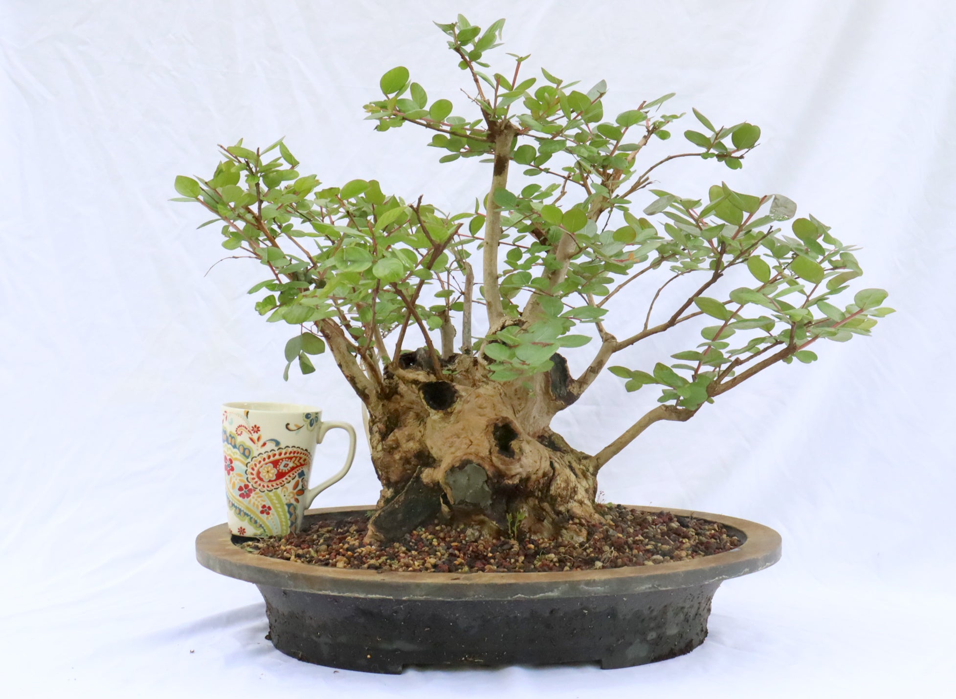 Large Specimen Crepe Myrtle in a Mica Container