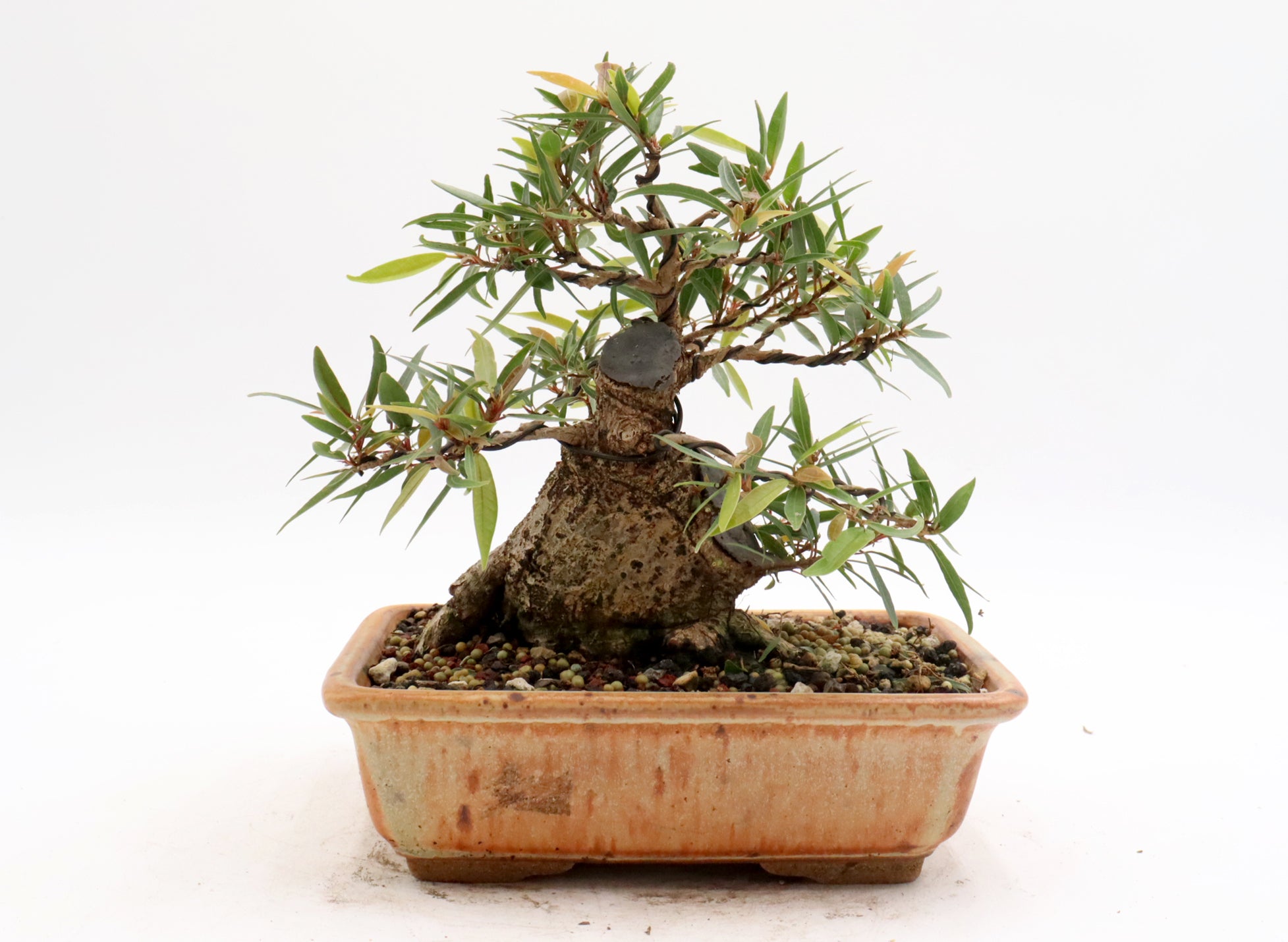 Willow Leaf Ficus in a Glazed Container