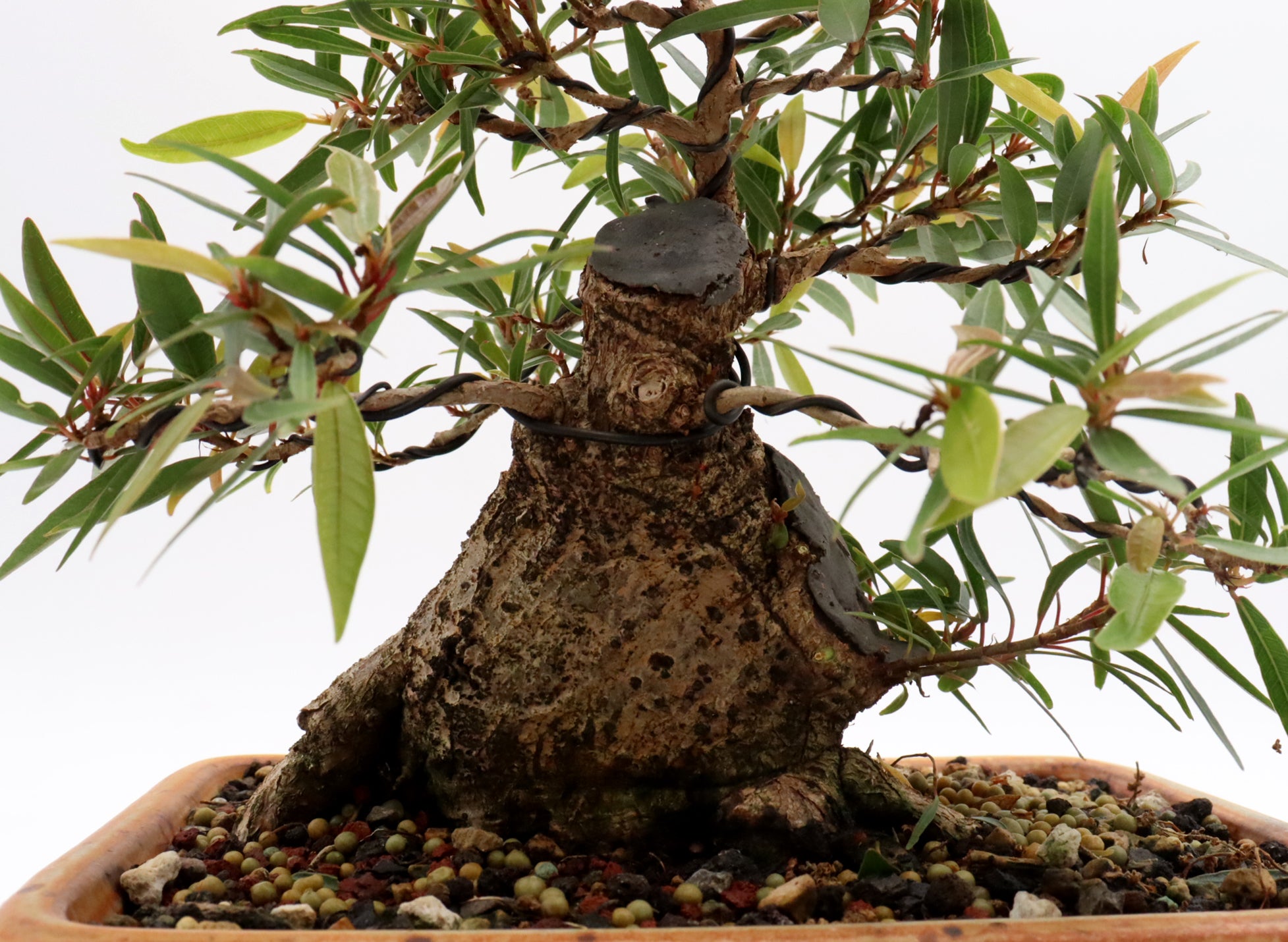 Willow Leaf Ficus in a Glazed Container