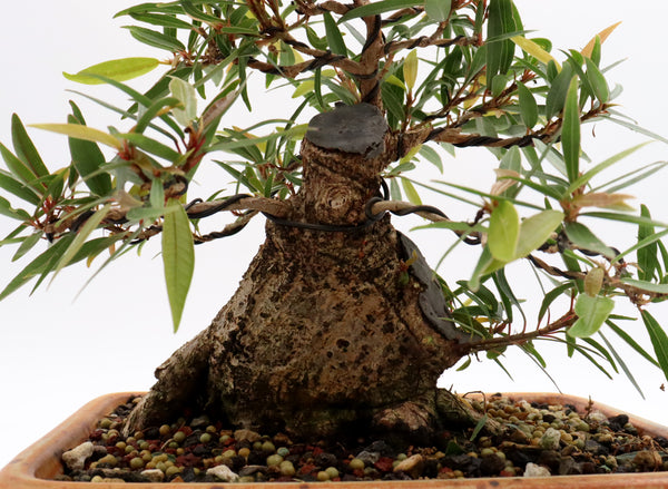 willow leaf fig bonsai tree Willow Leaf Ficus in a Glazed Container
