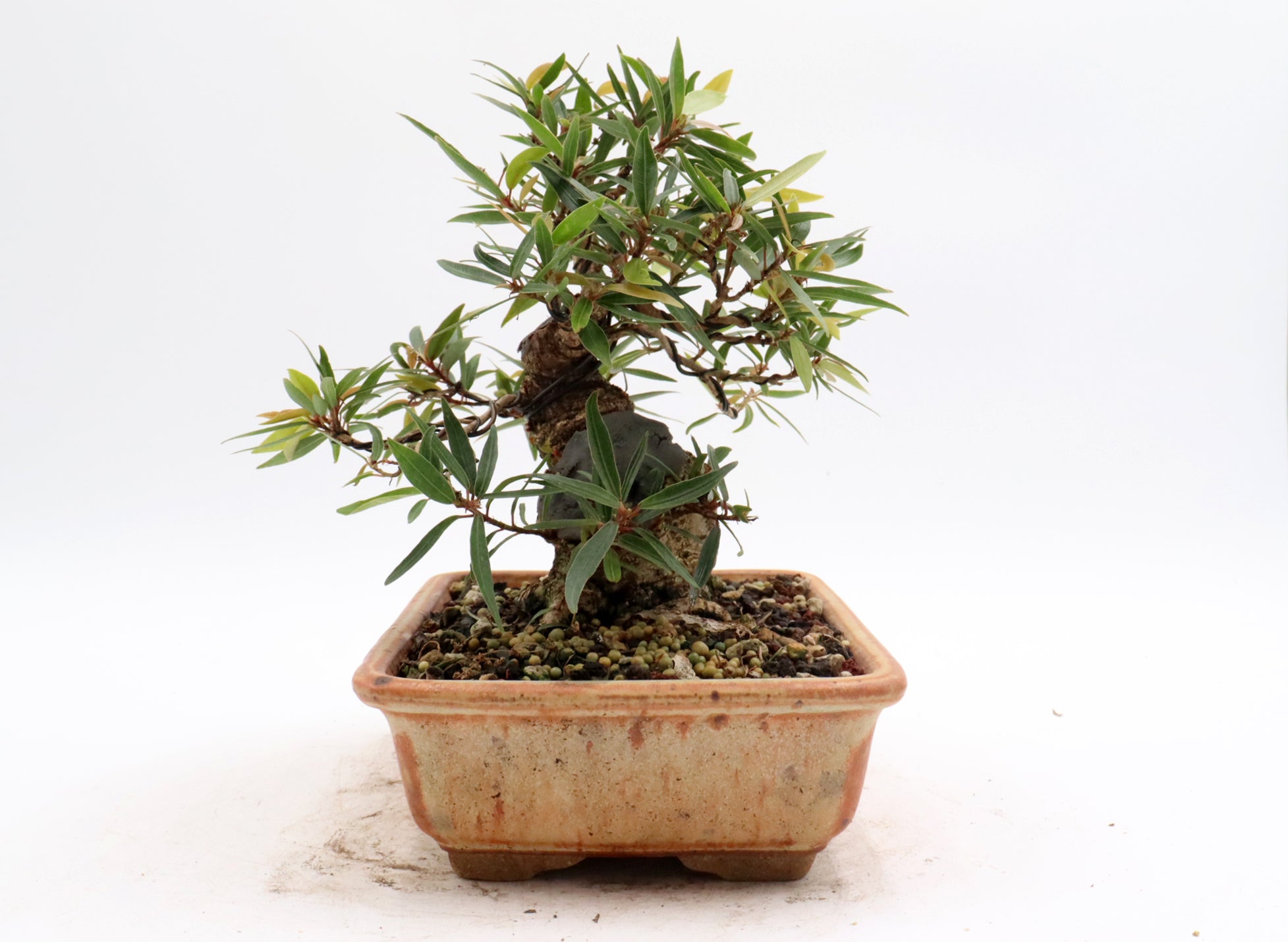 Willow Leaf Ficus in a Glazed Container