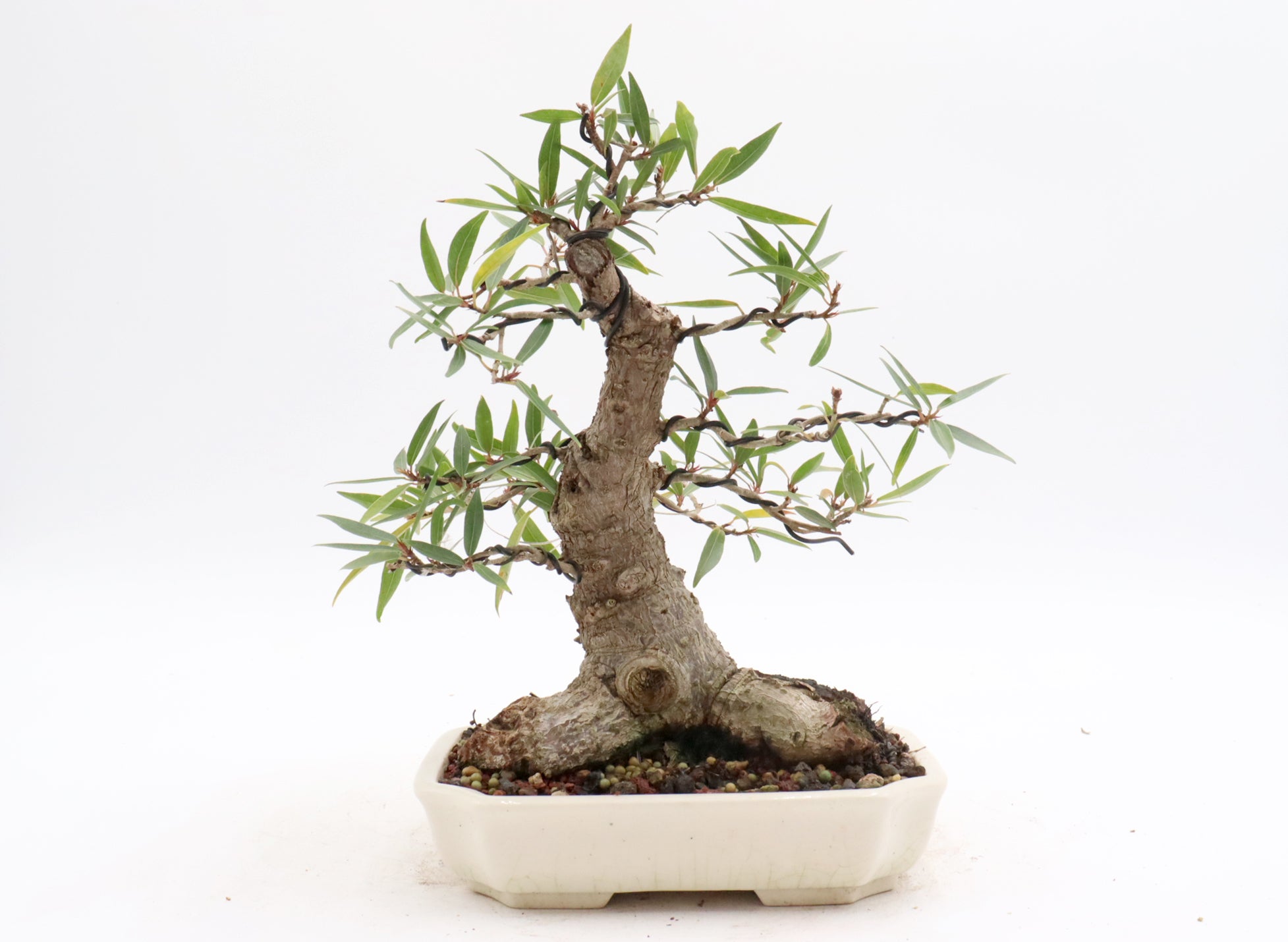 Willow Leaf Ficus in a Yixing Container
