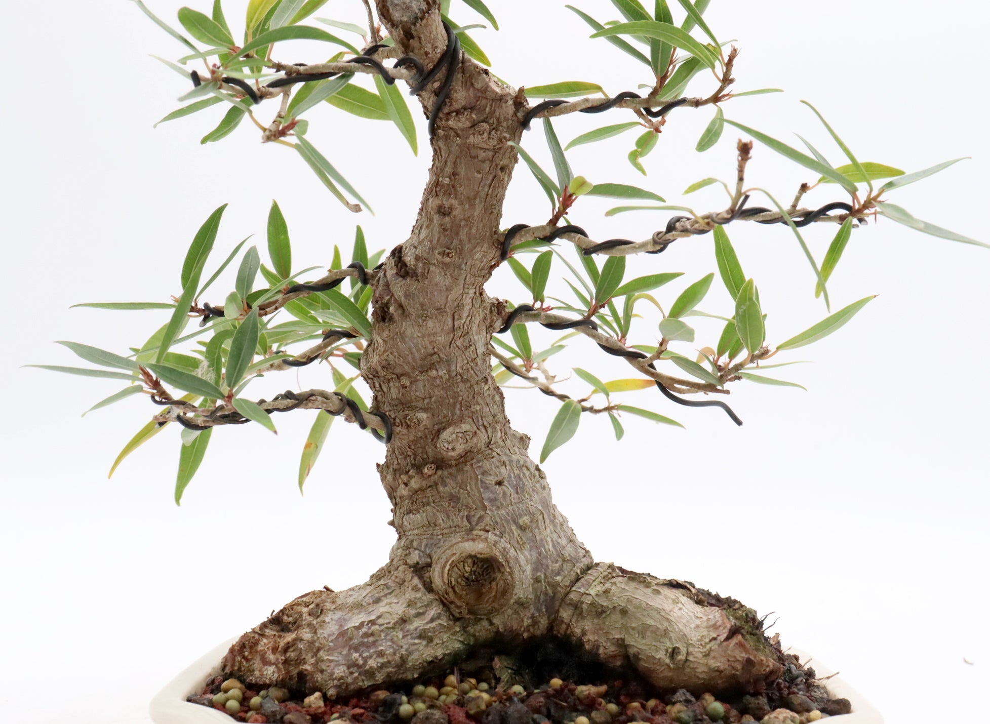 Willow Leaf Ficus in a Yixing Container