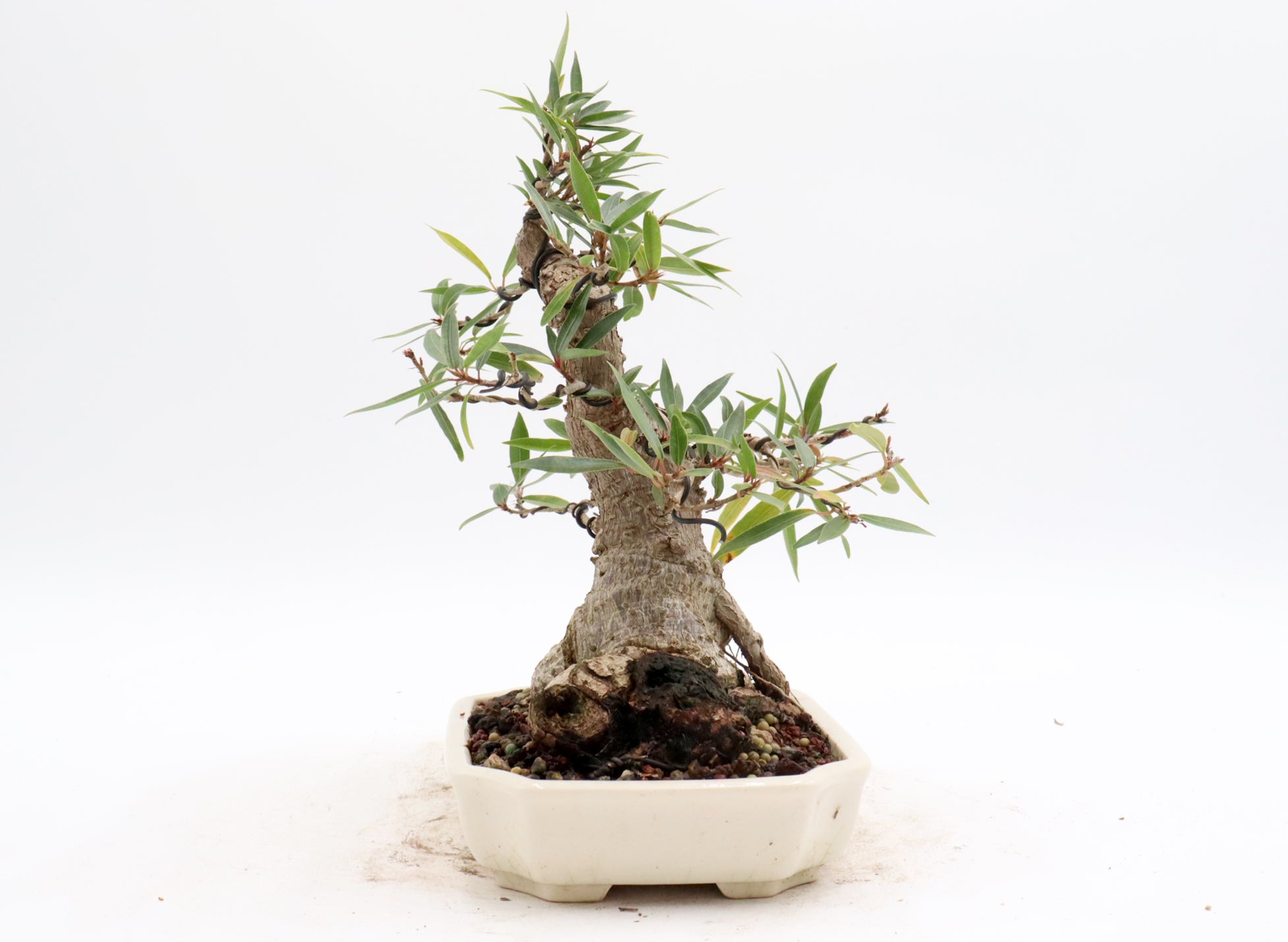 Willow Leaf Ficus in a Yixing Container