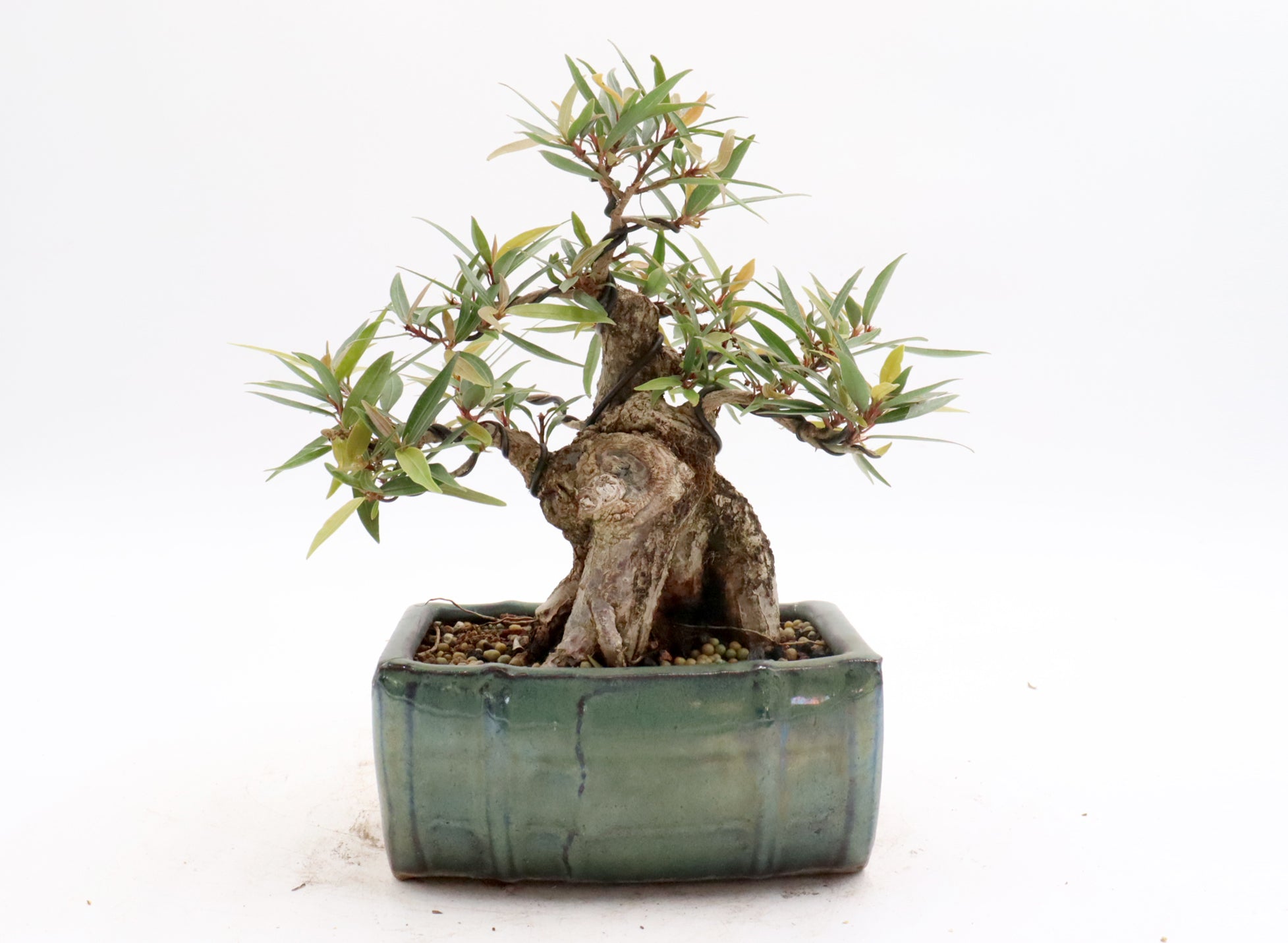 Wired Willow Leaf Ficus Bonsai
