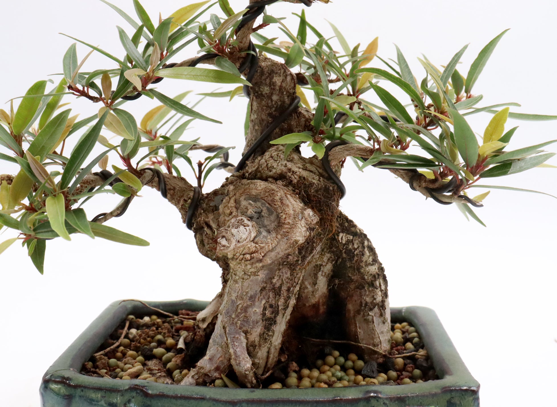 Wired Willow Leaf Ficus Bonsai