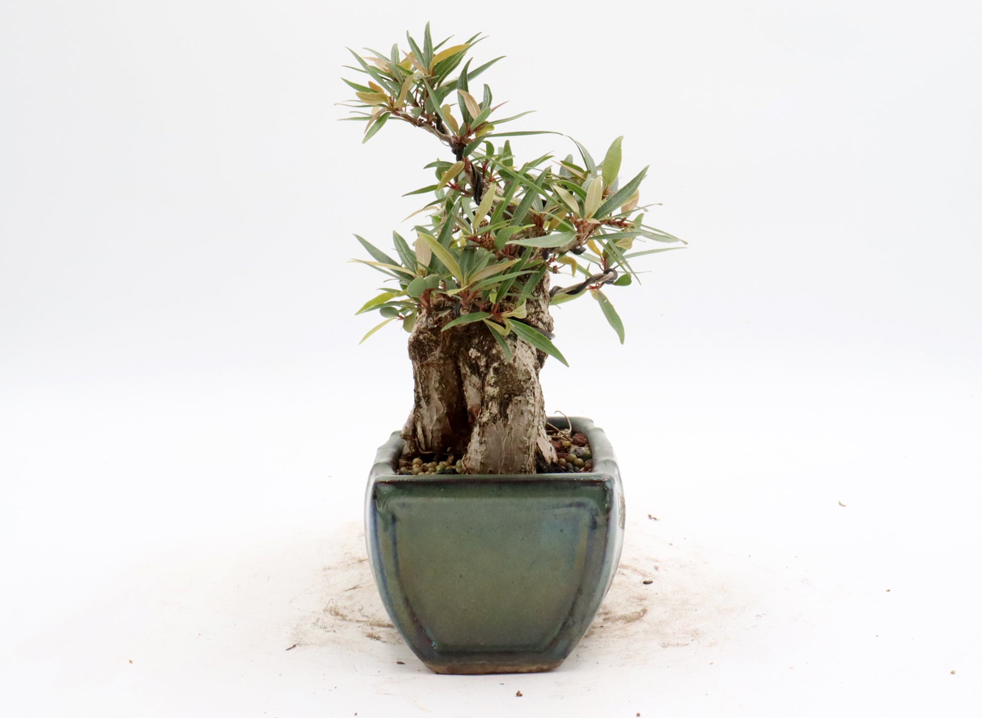 Wired Willow Leaf Ficus Bonsai