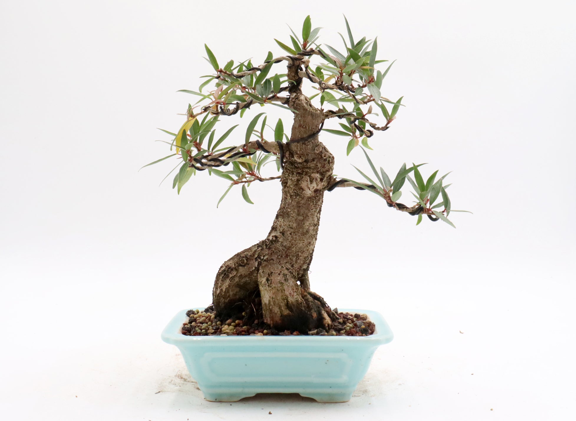 Willow Leaf Ficus in an Exhibition Quality Yixing Container