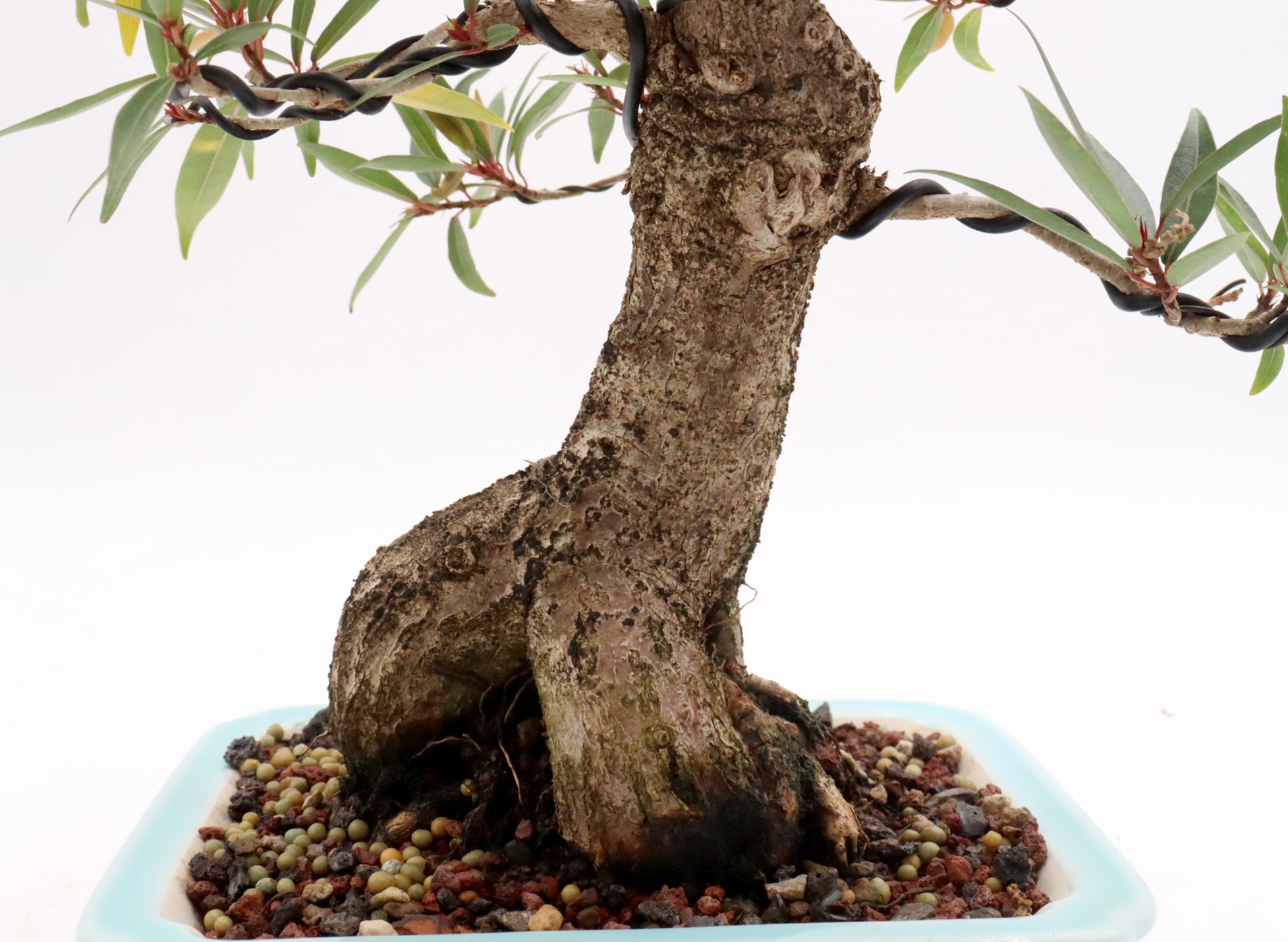 Willow Leaf Ficus in an Exhibition Quality Yixing Container