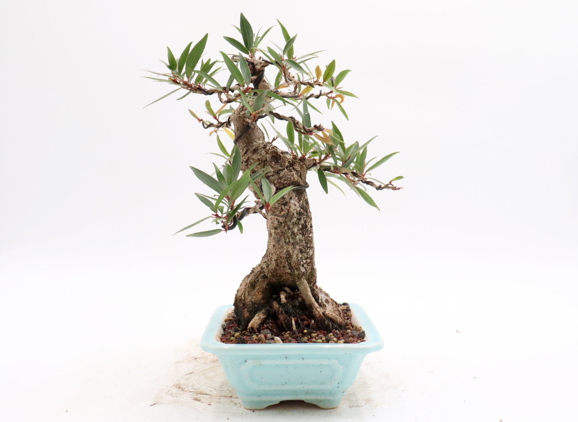 Willow Leaf Ficus in an Exhibition Quality Yixing Container