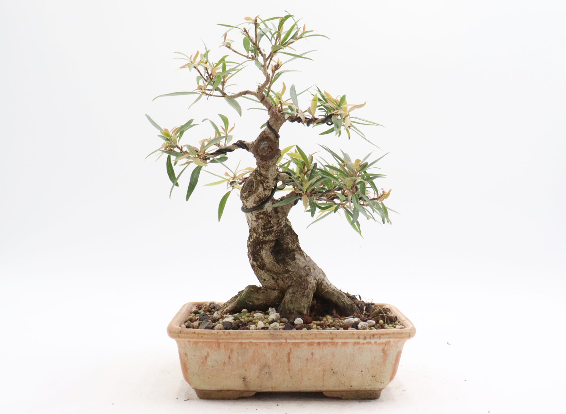 Willow Leaf Ficus in a Jepson Pot