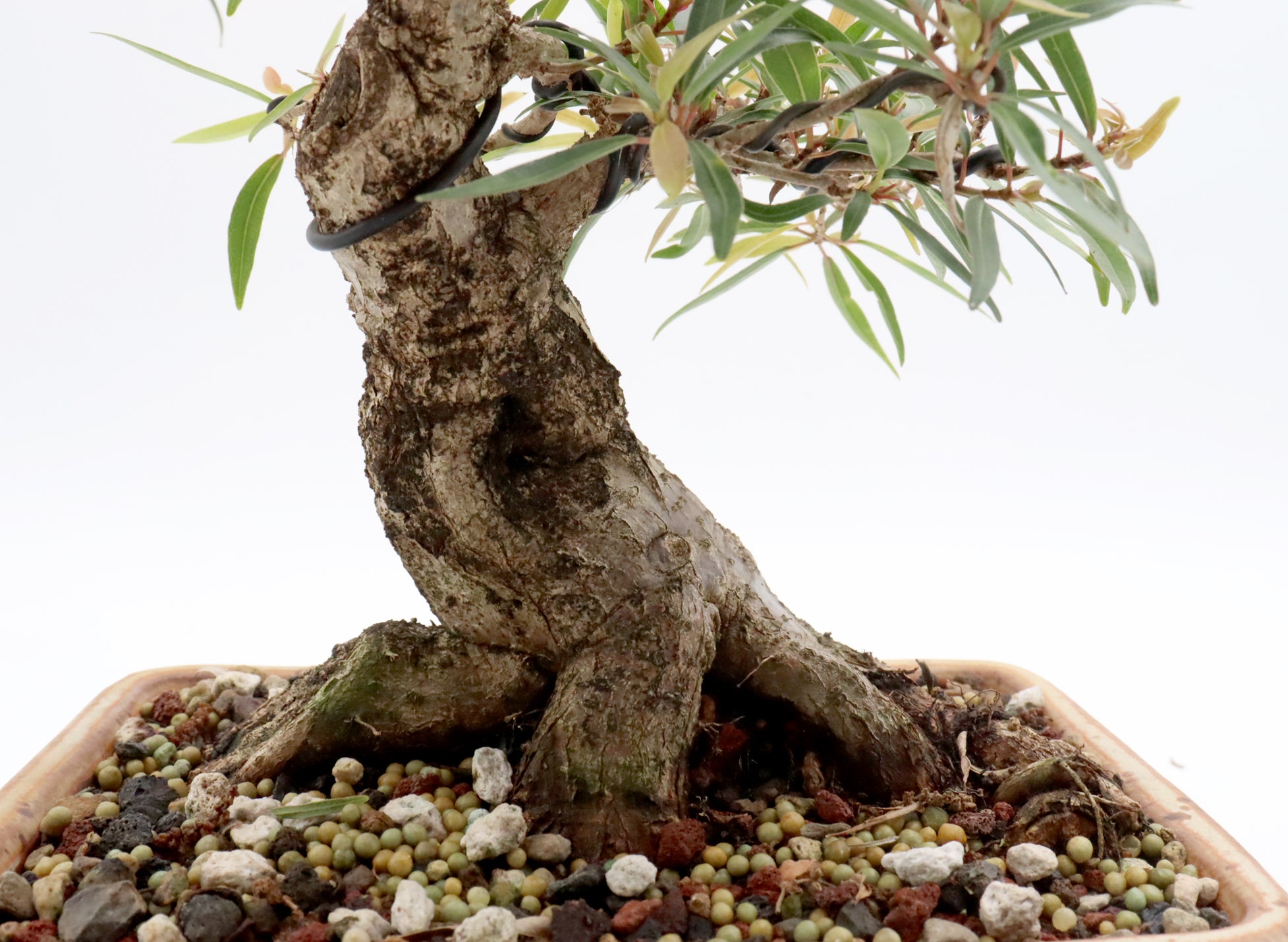 Willow Leaf Ficus in a Jepson Pot