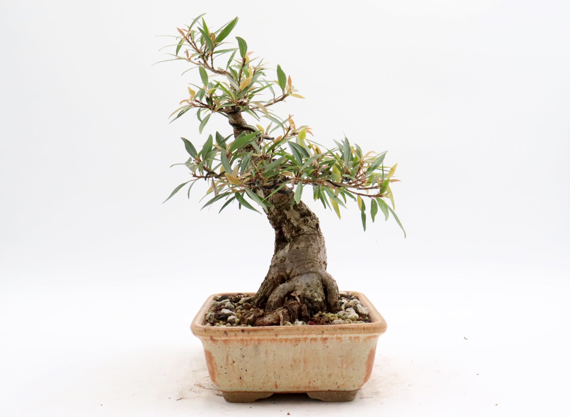 Willow Leaf Ficus in a Jepson Pot