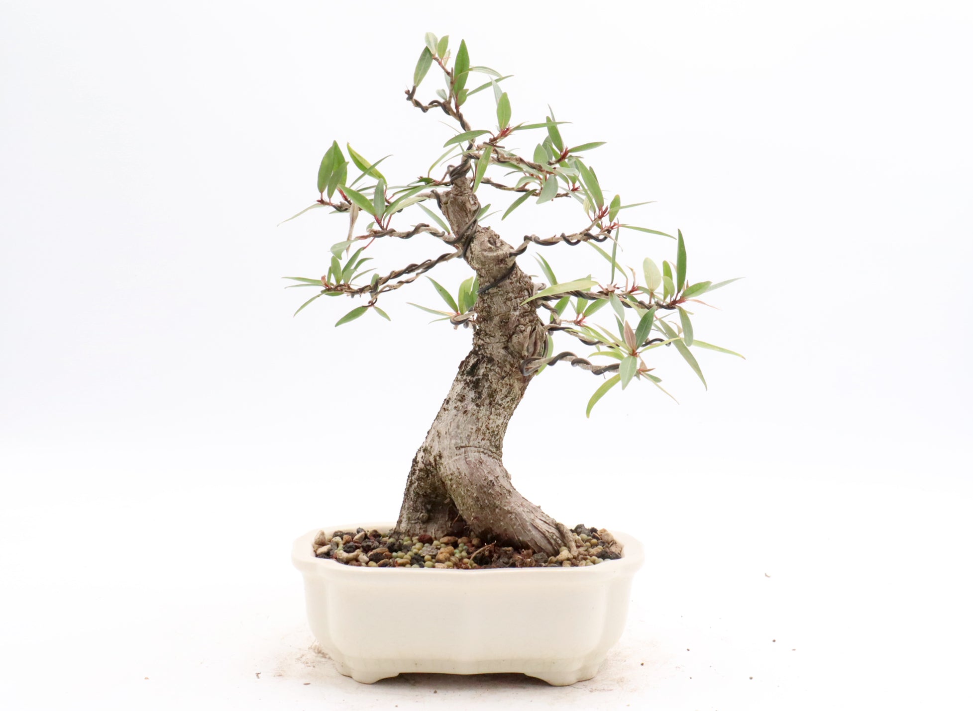 Willow Leaf Ficus in a Six Inch Yixing Container